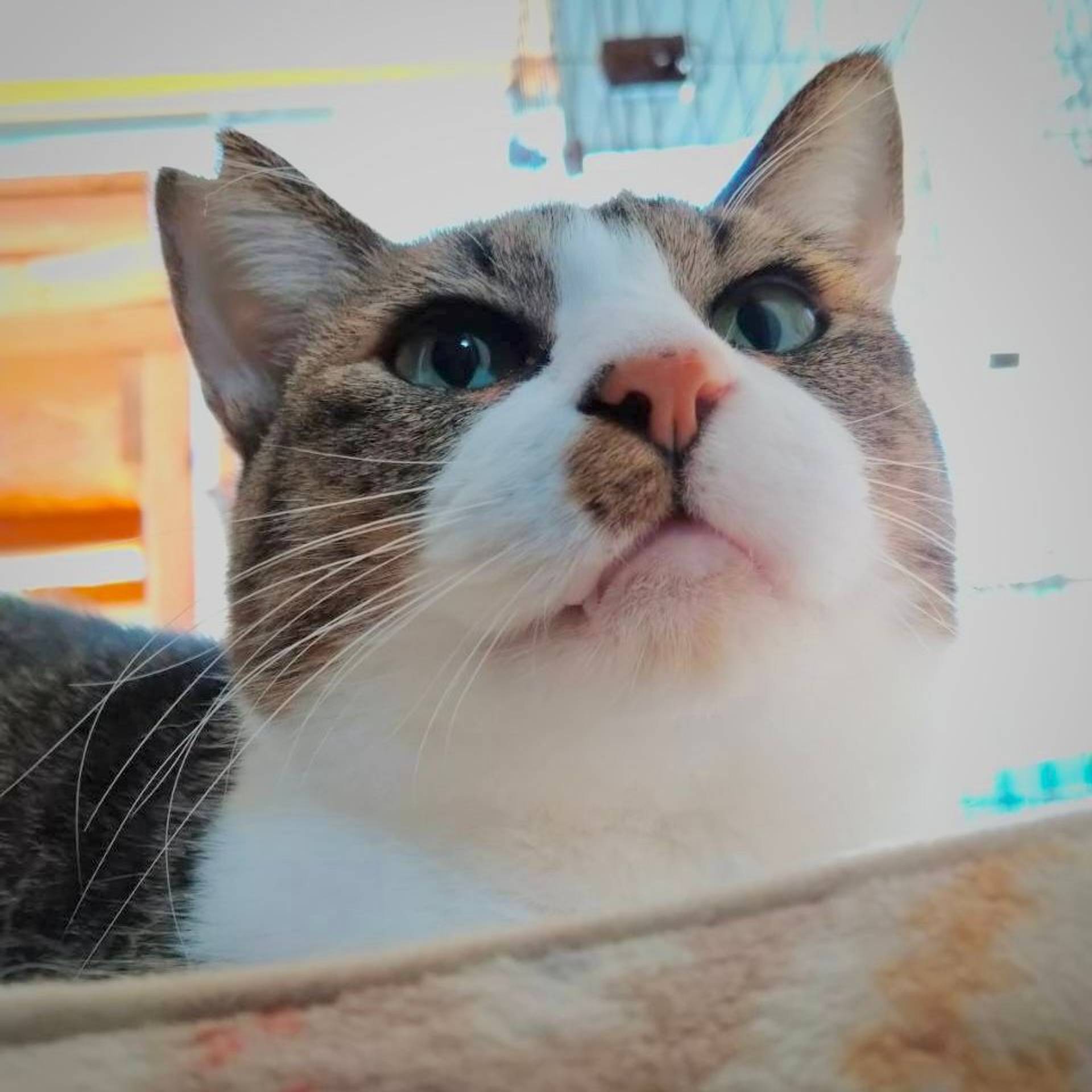 雑種（ミックス猫）・オスの里親募集の写真