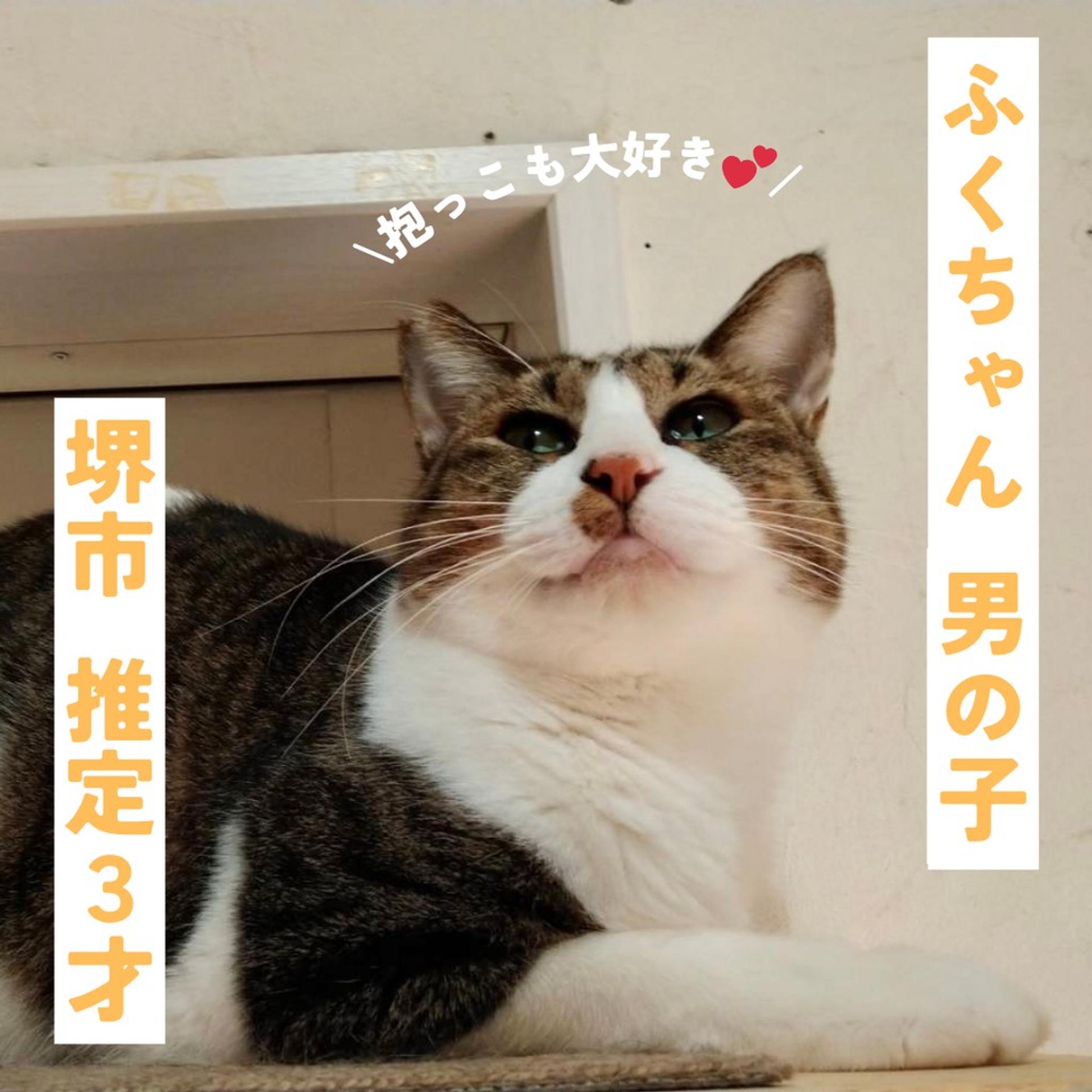 pet-image-2