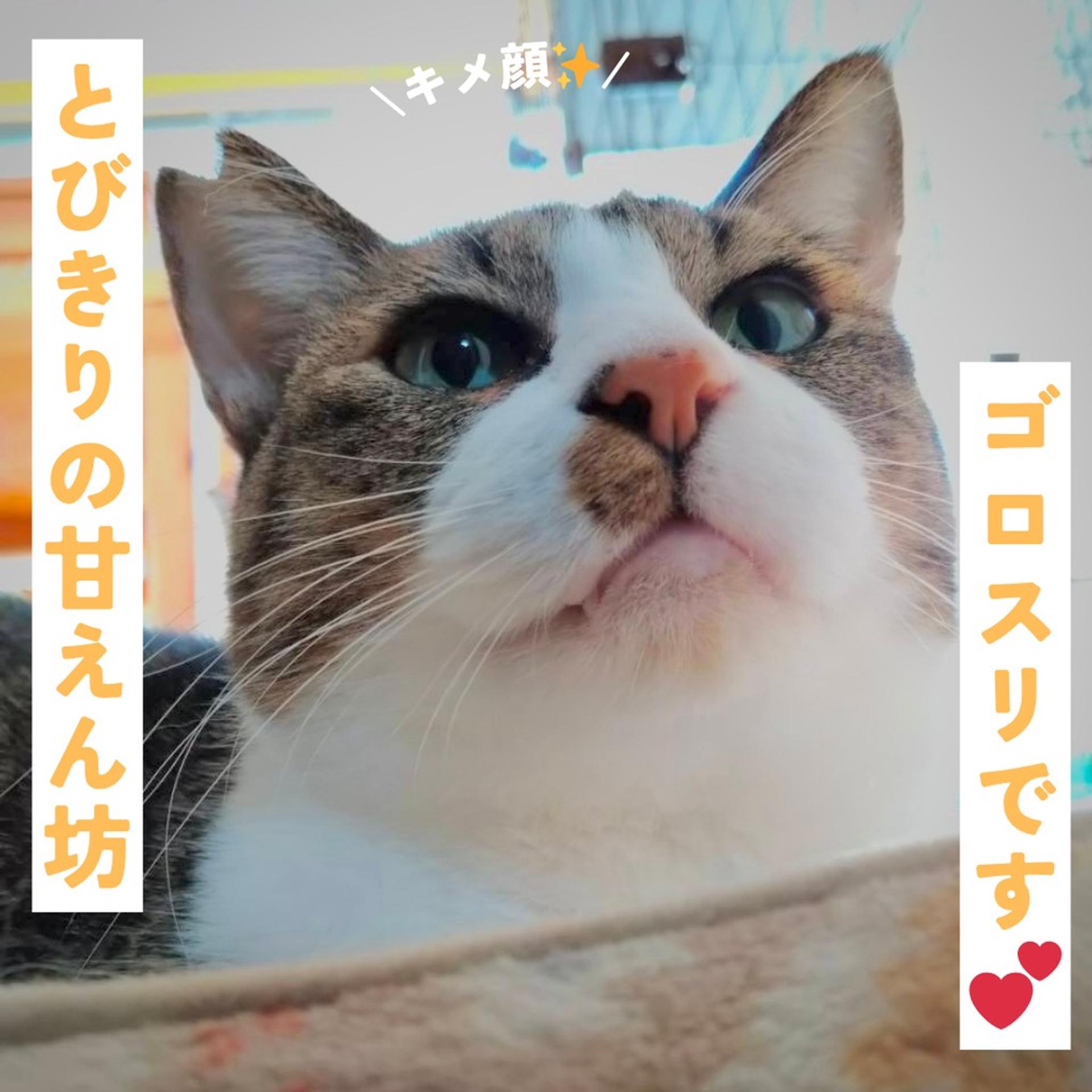 pet-image-3