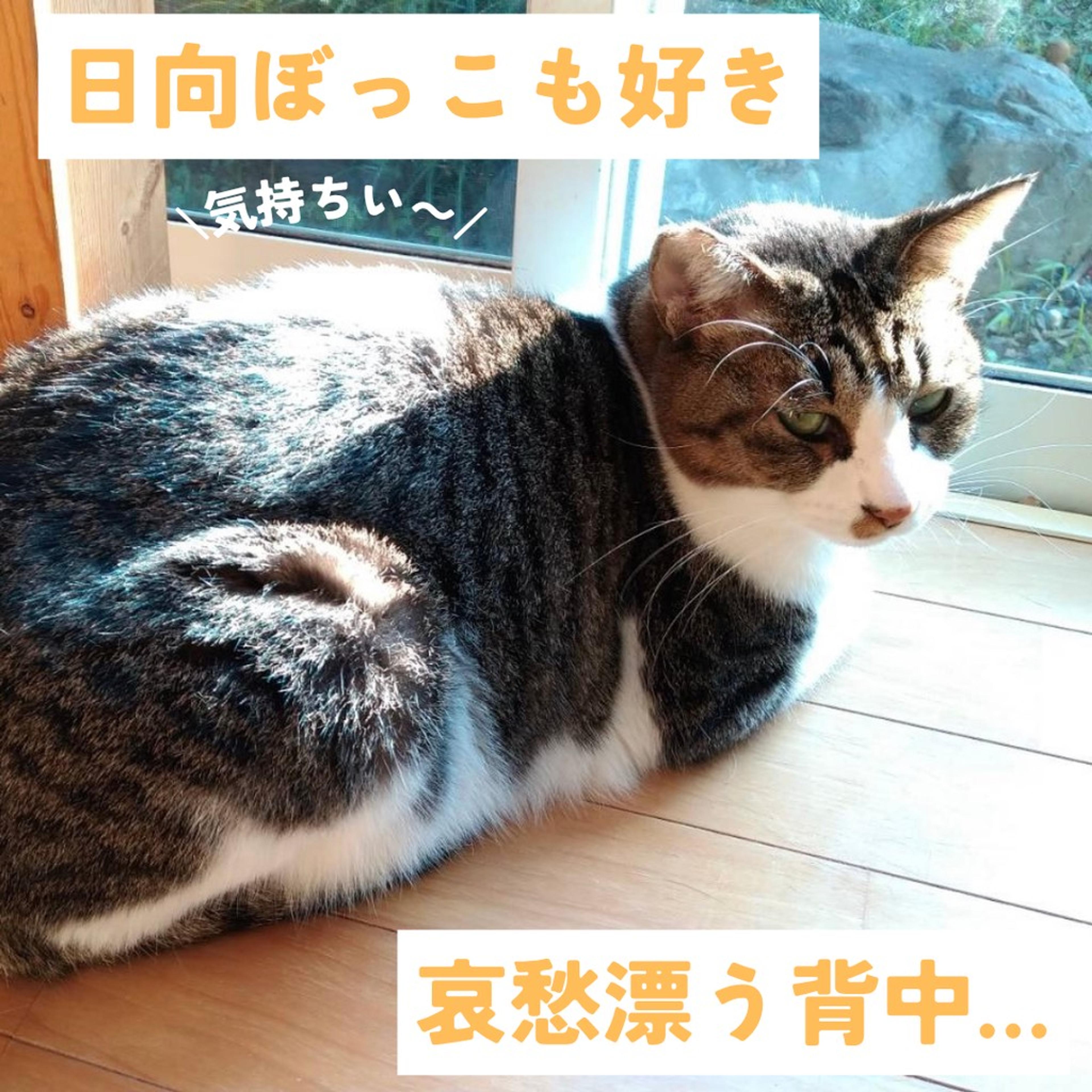 pet-image-4