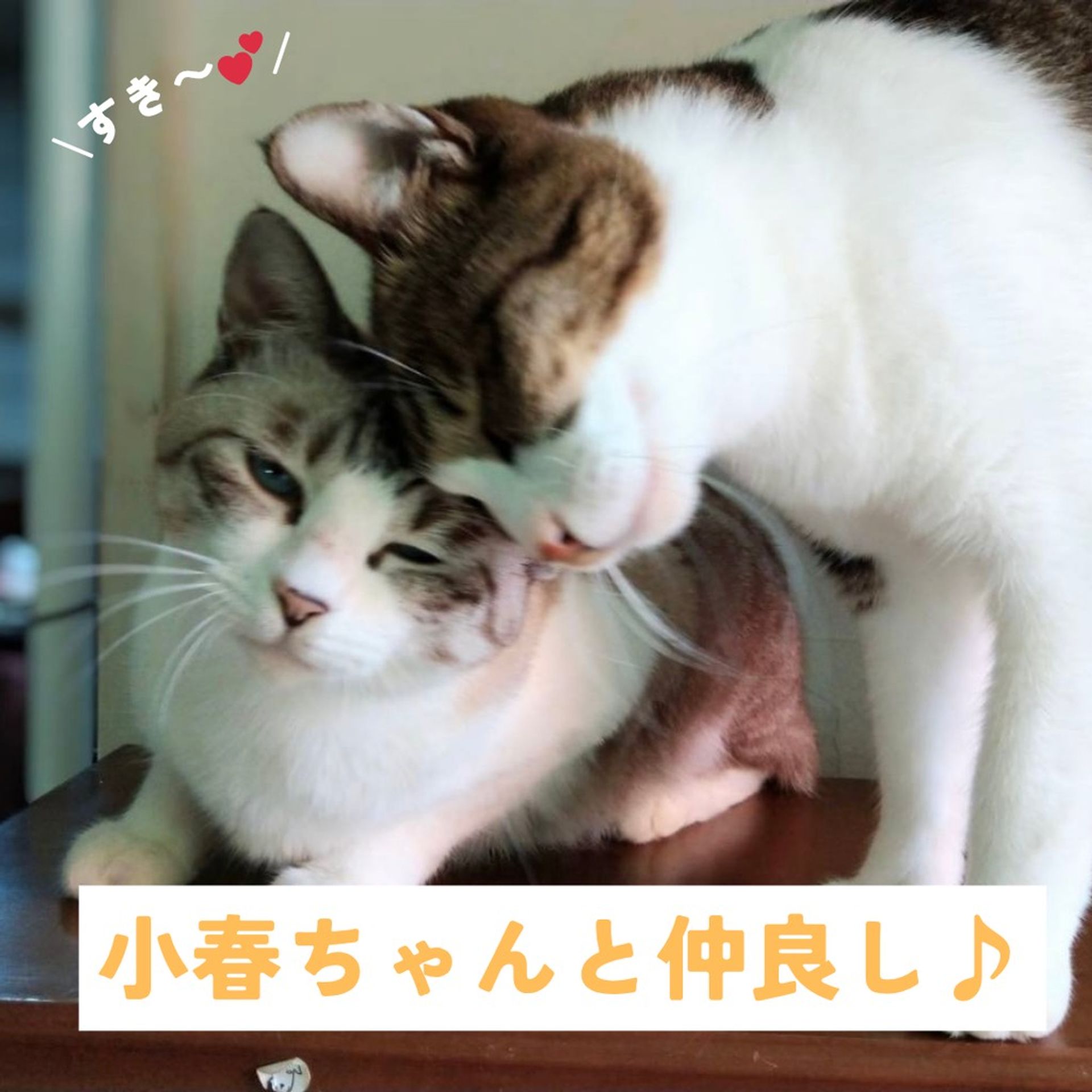 thumbnail-5