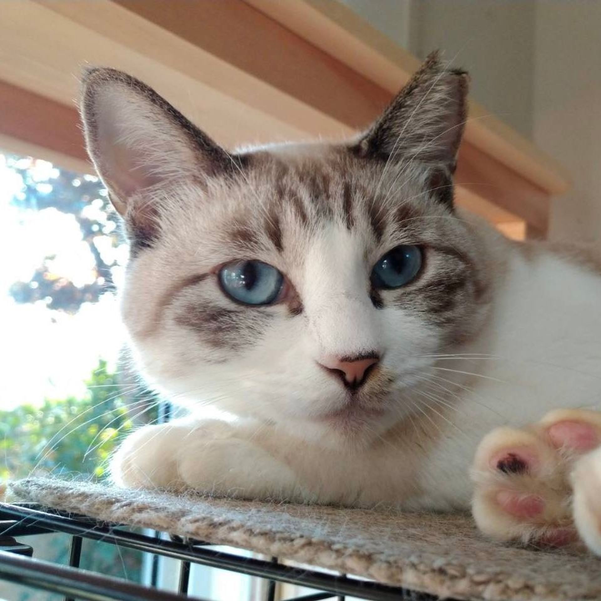 雑種（ミックス猫）・メスの里親募集の写真