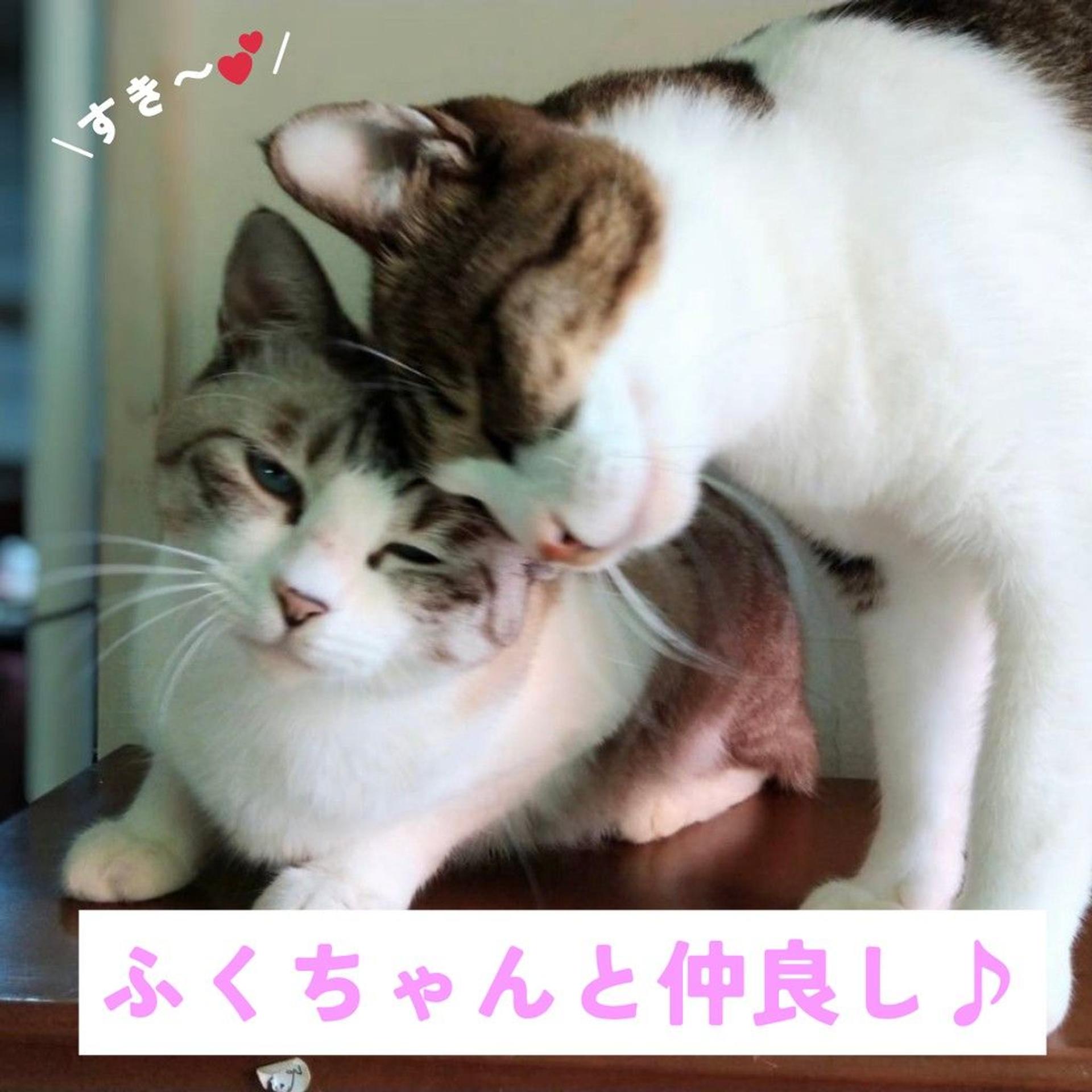 pet-image-5