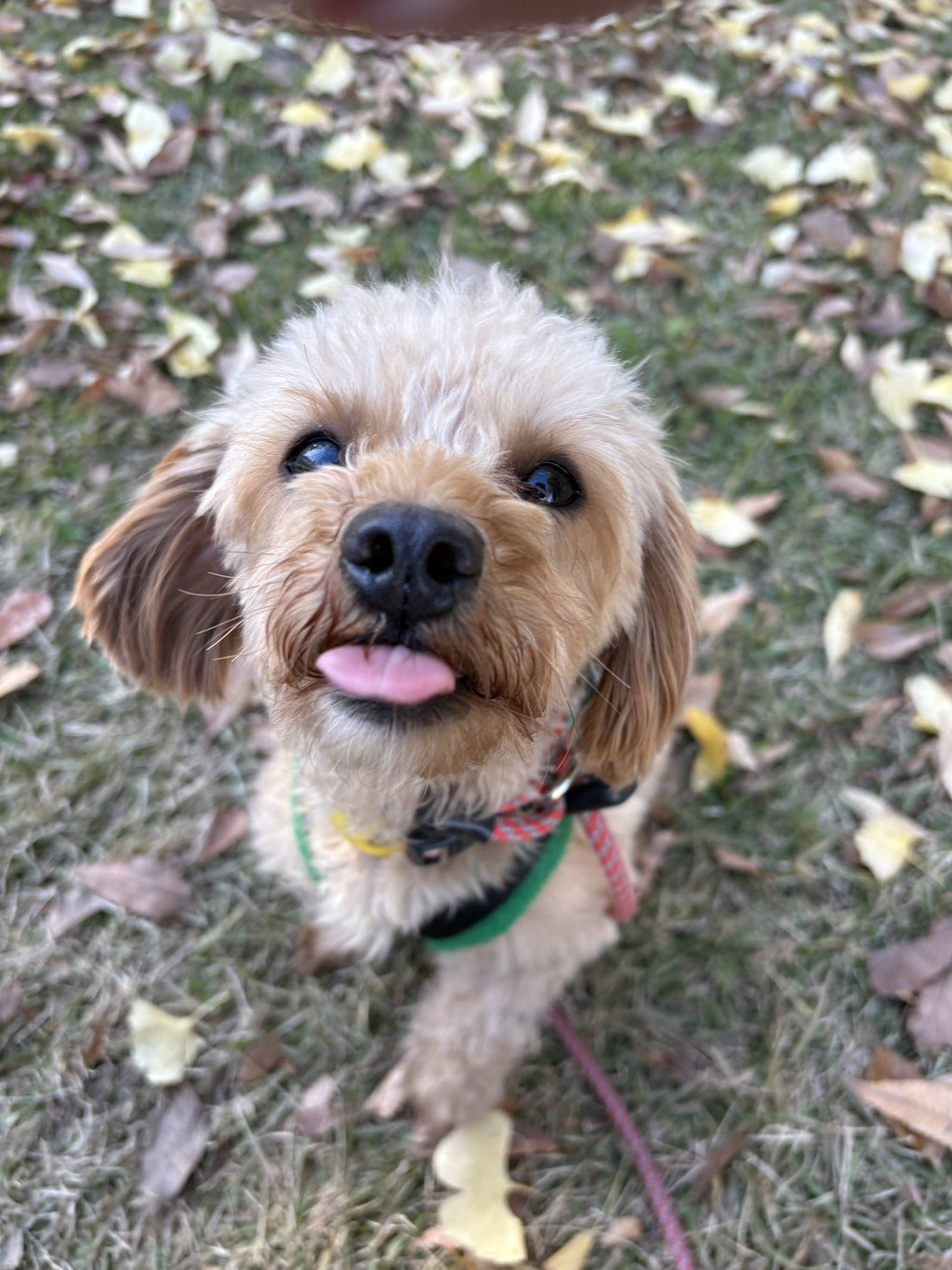 雑種（ミックス犬）・オスの里親募集の写真