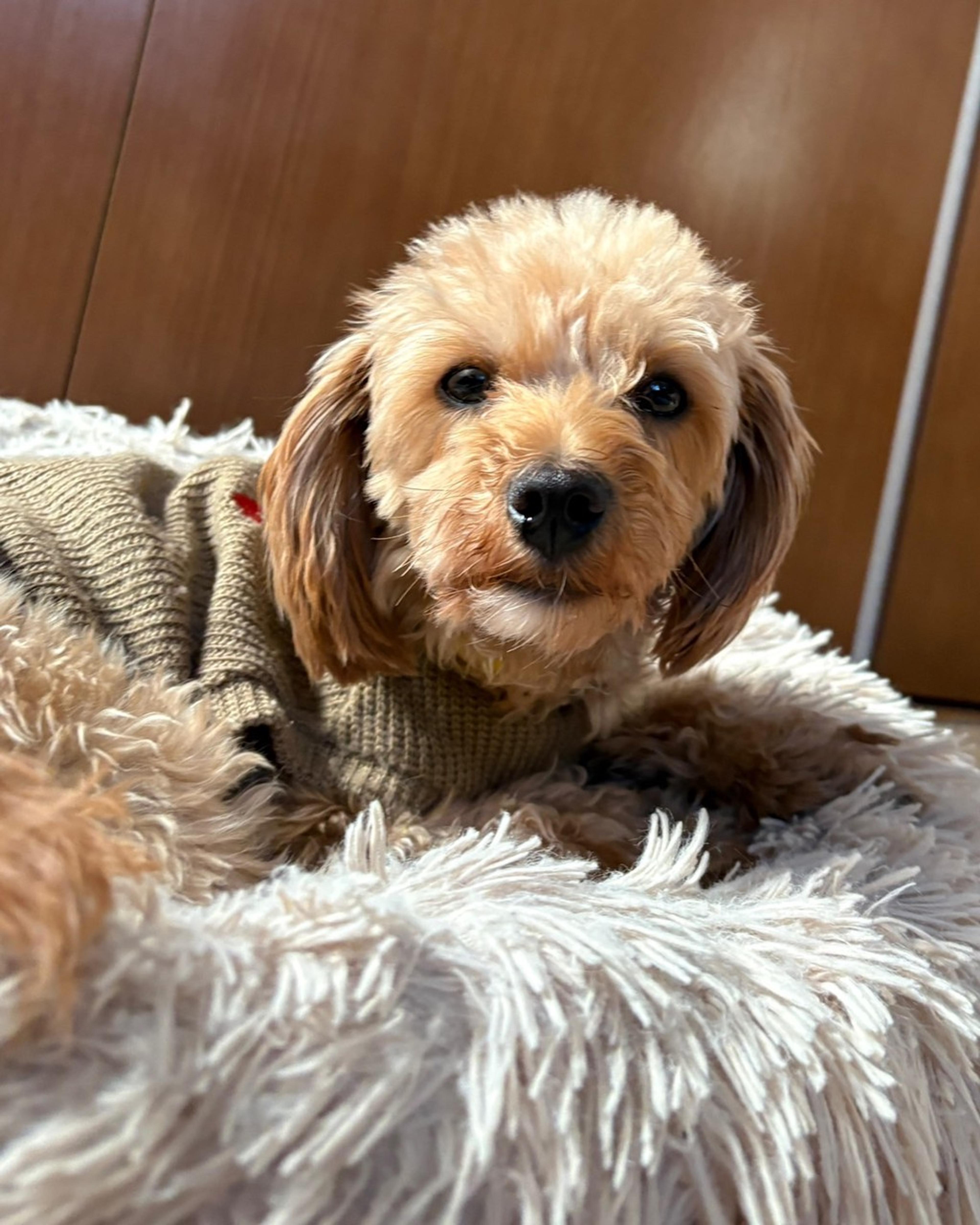 pet-image-2