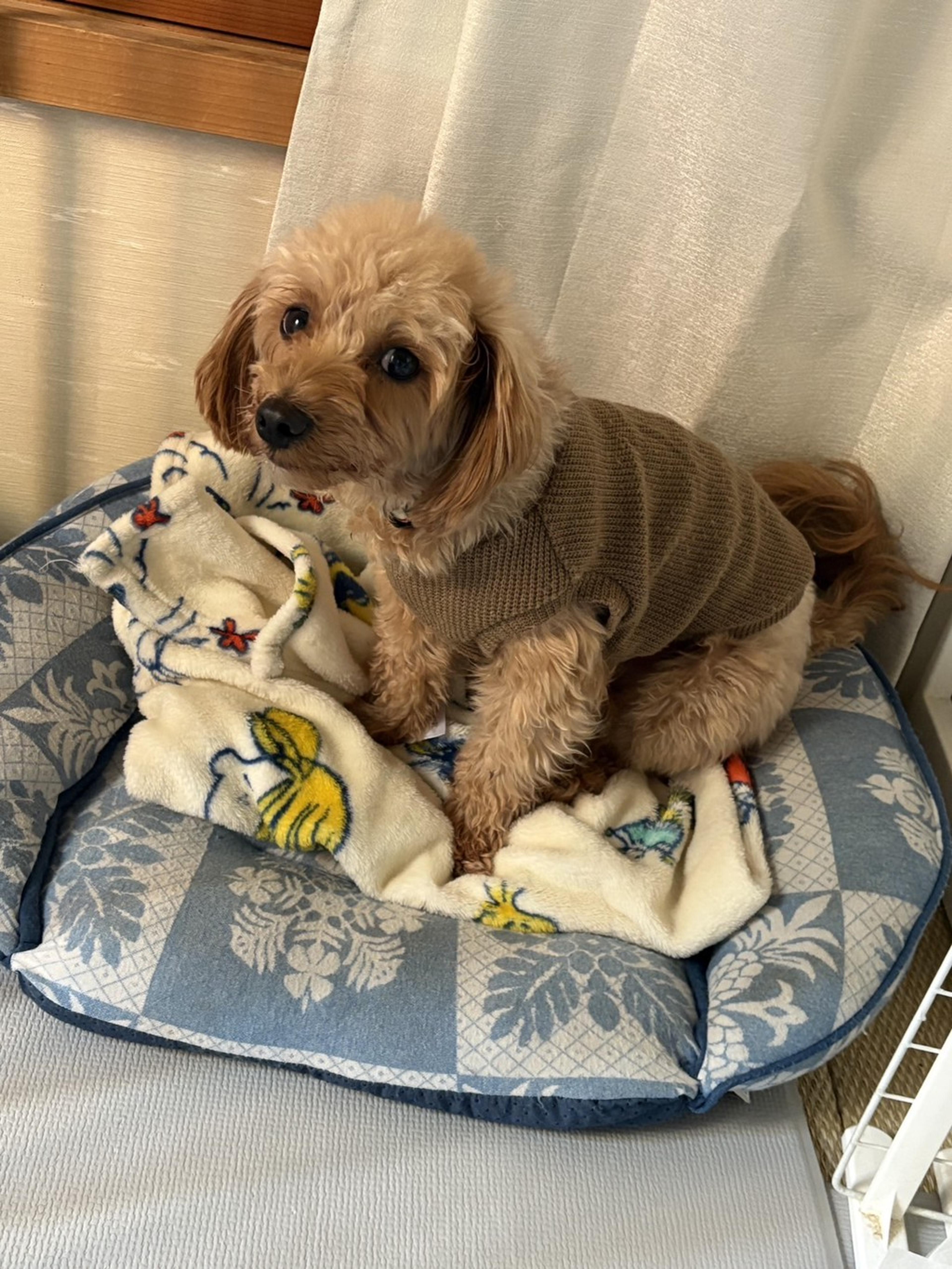 pet-image-3