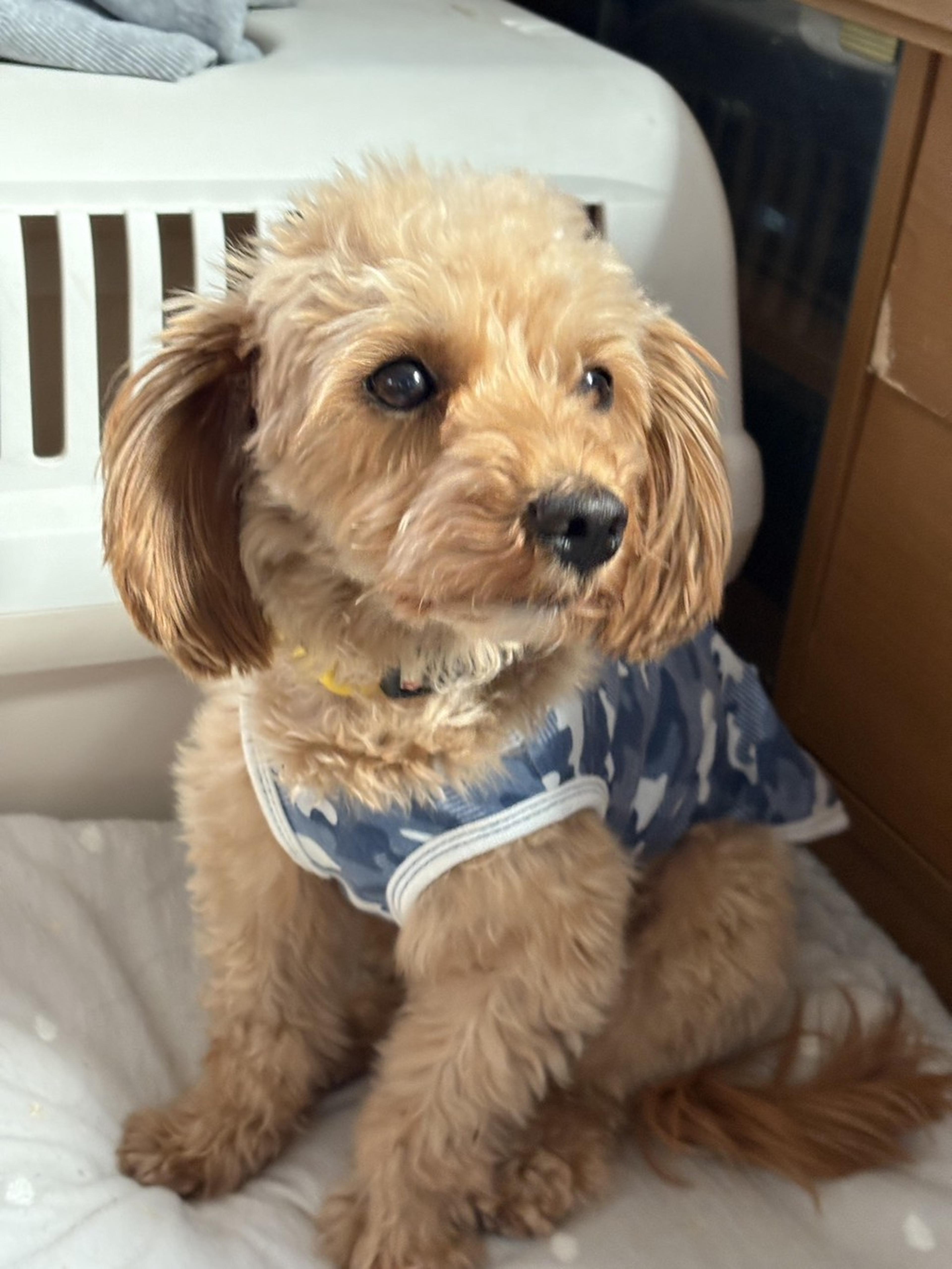 pet-image-4