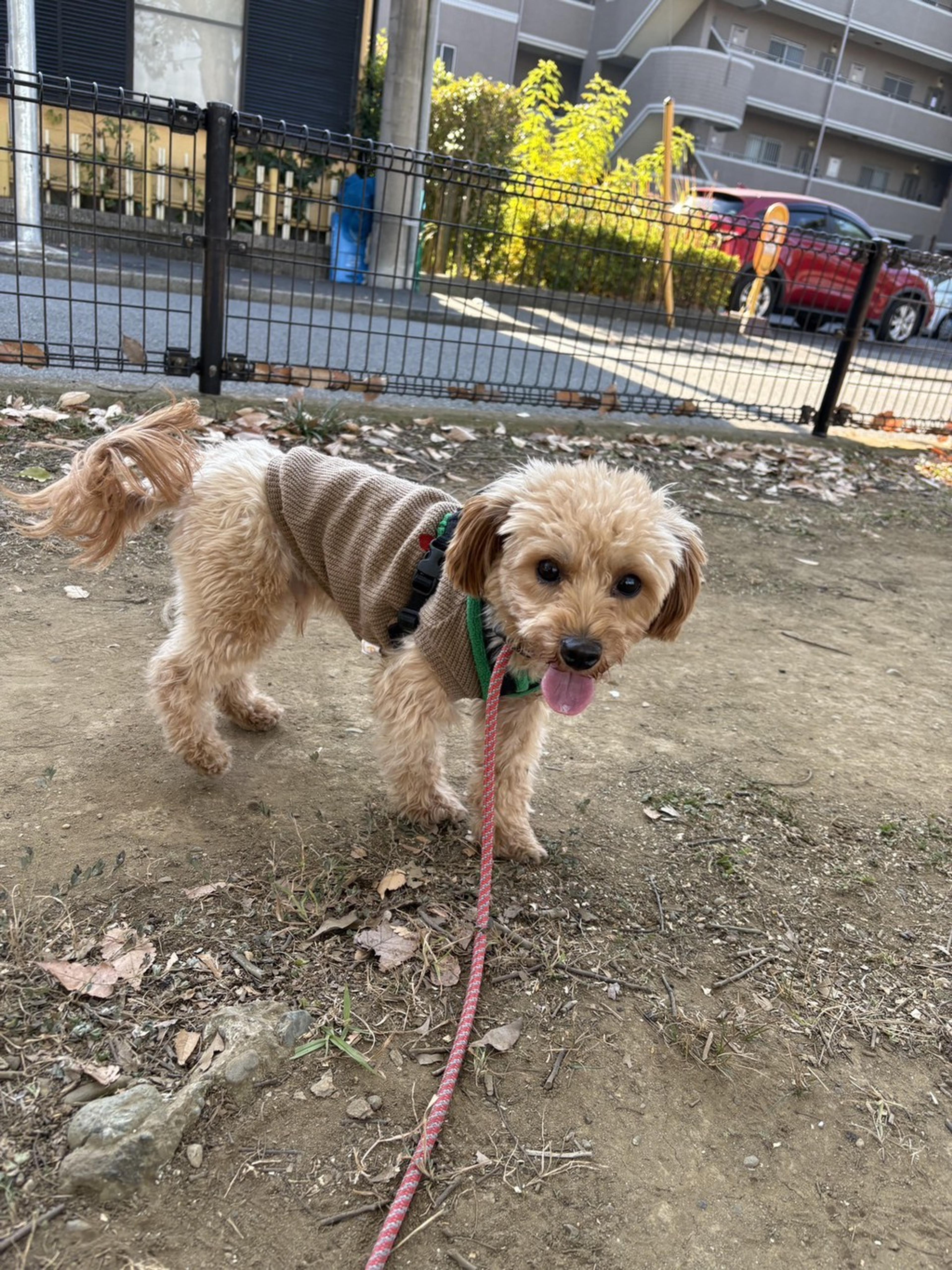 pet-image-5