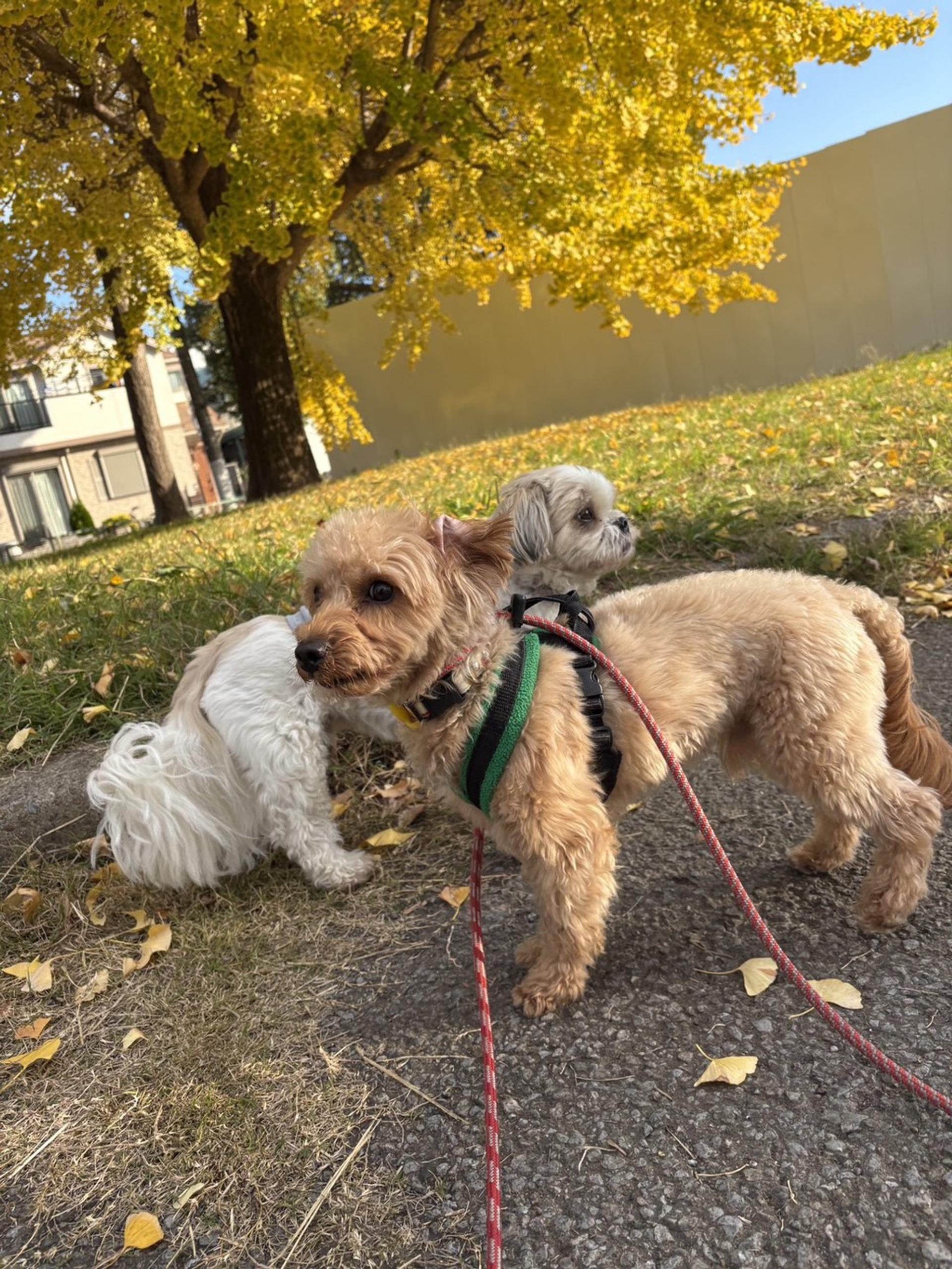 pet-image-6