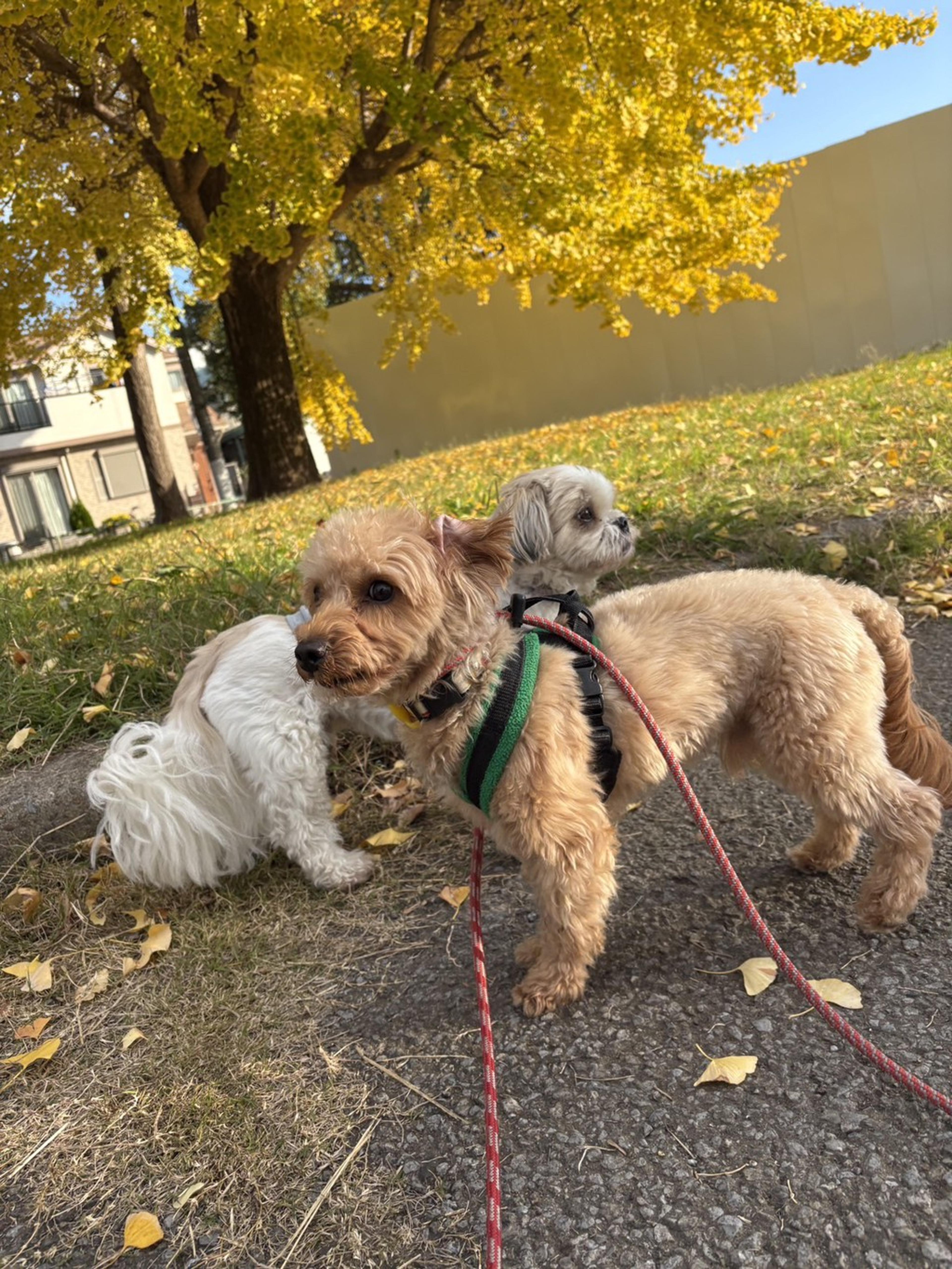pet-image-6