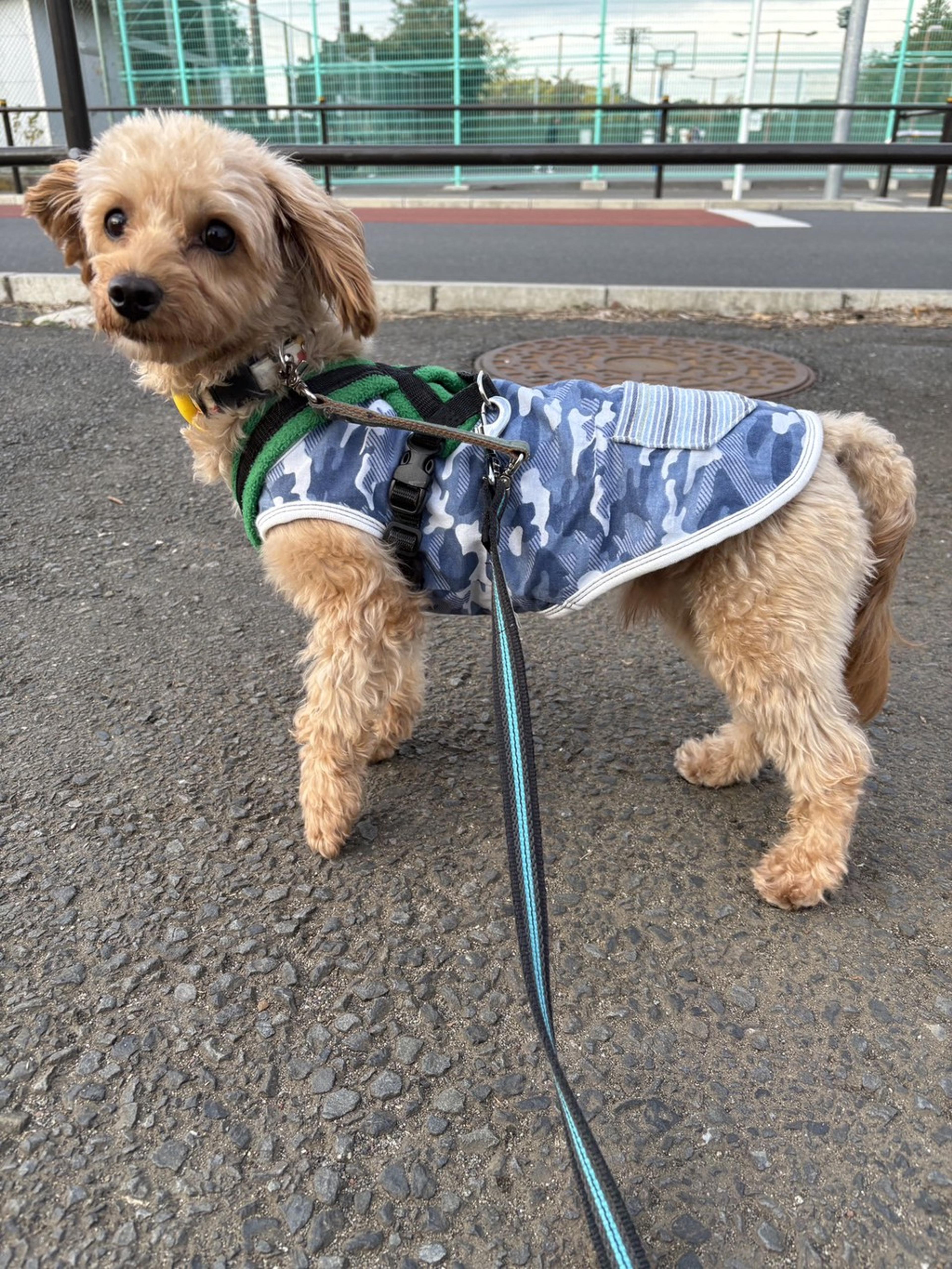 pet-image-8