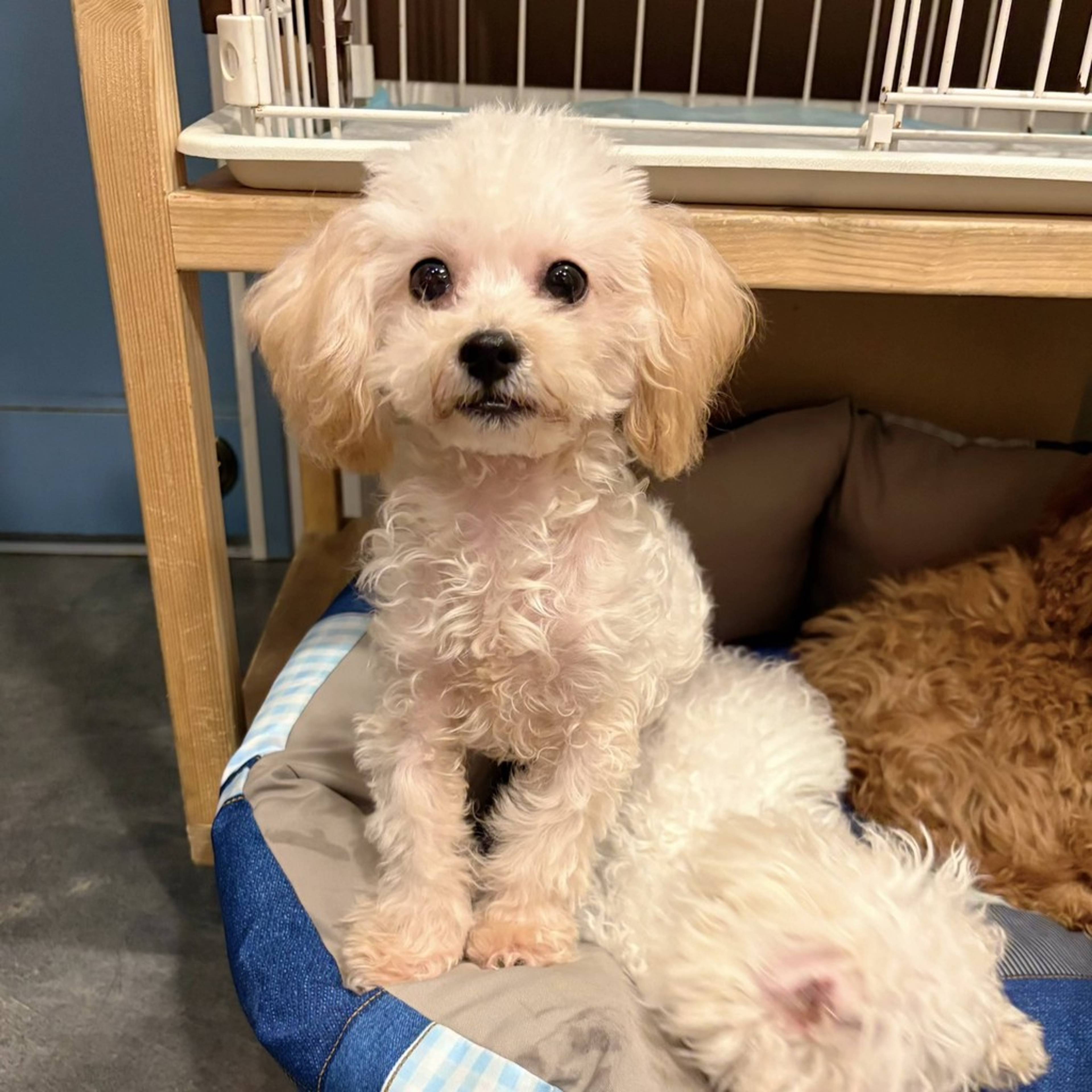 雑種（ミックス犬）・オスの里親募集の写真