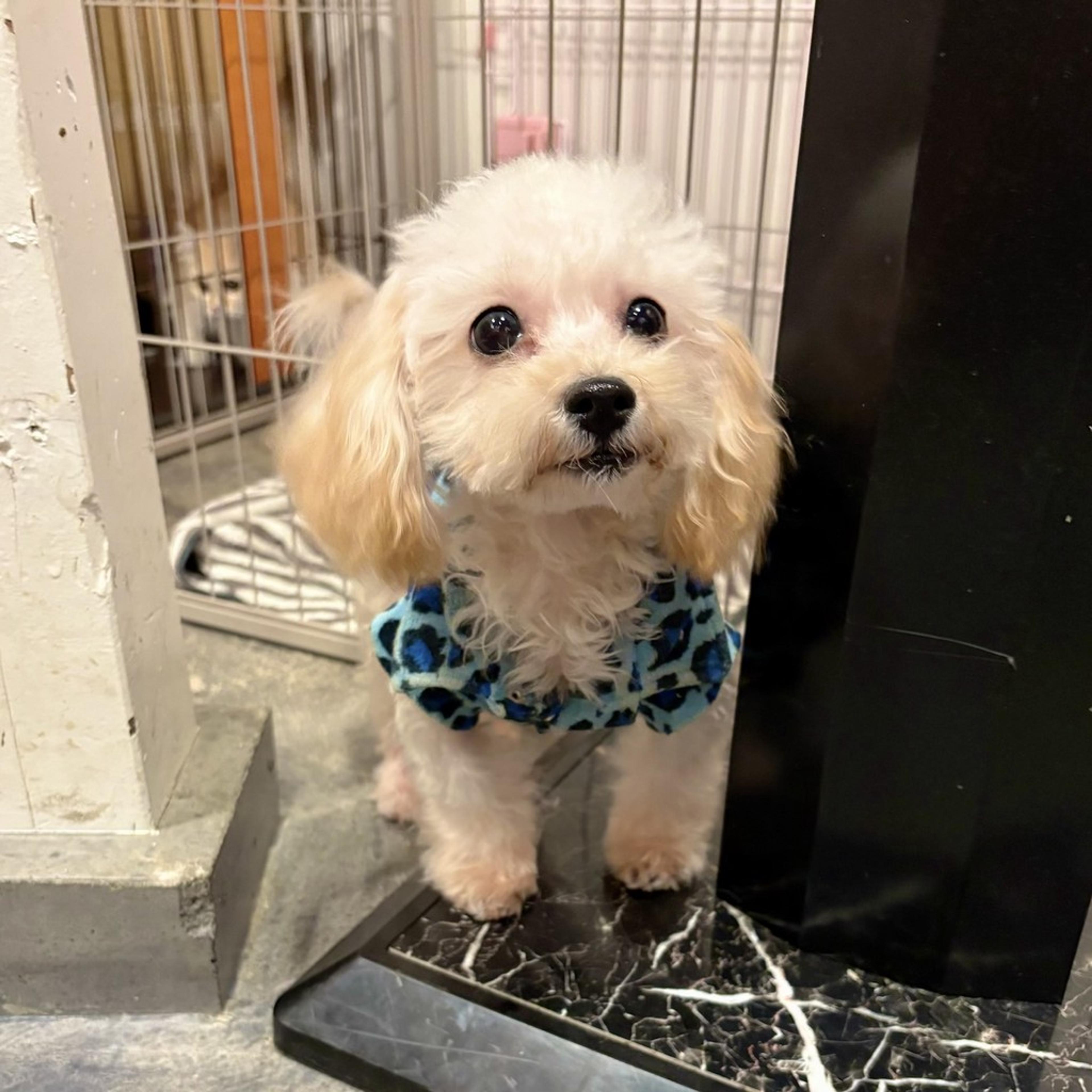 pet-image-3