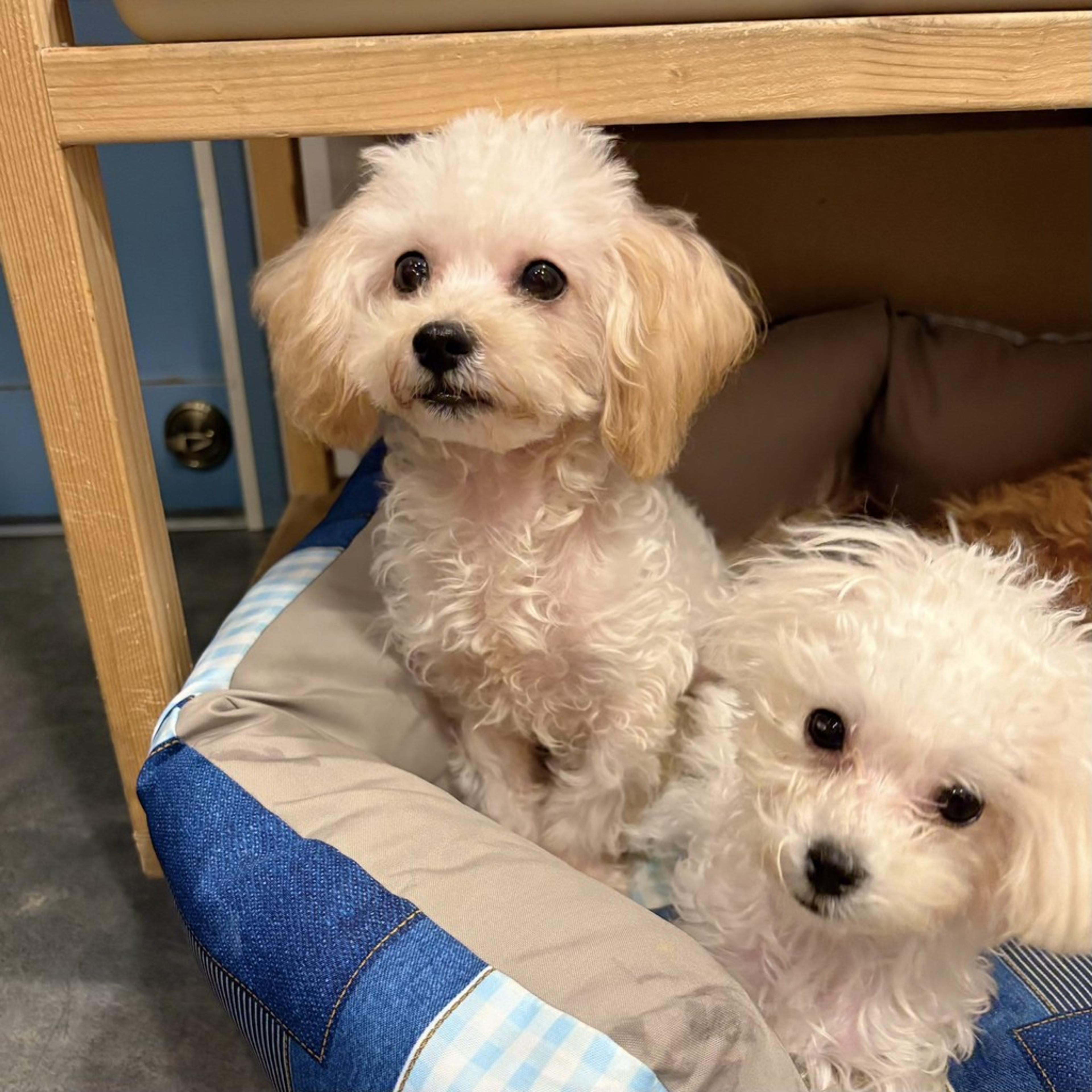 pet-image-4