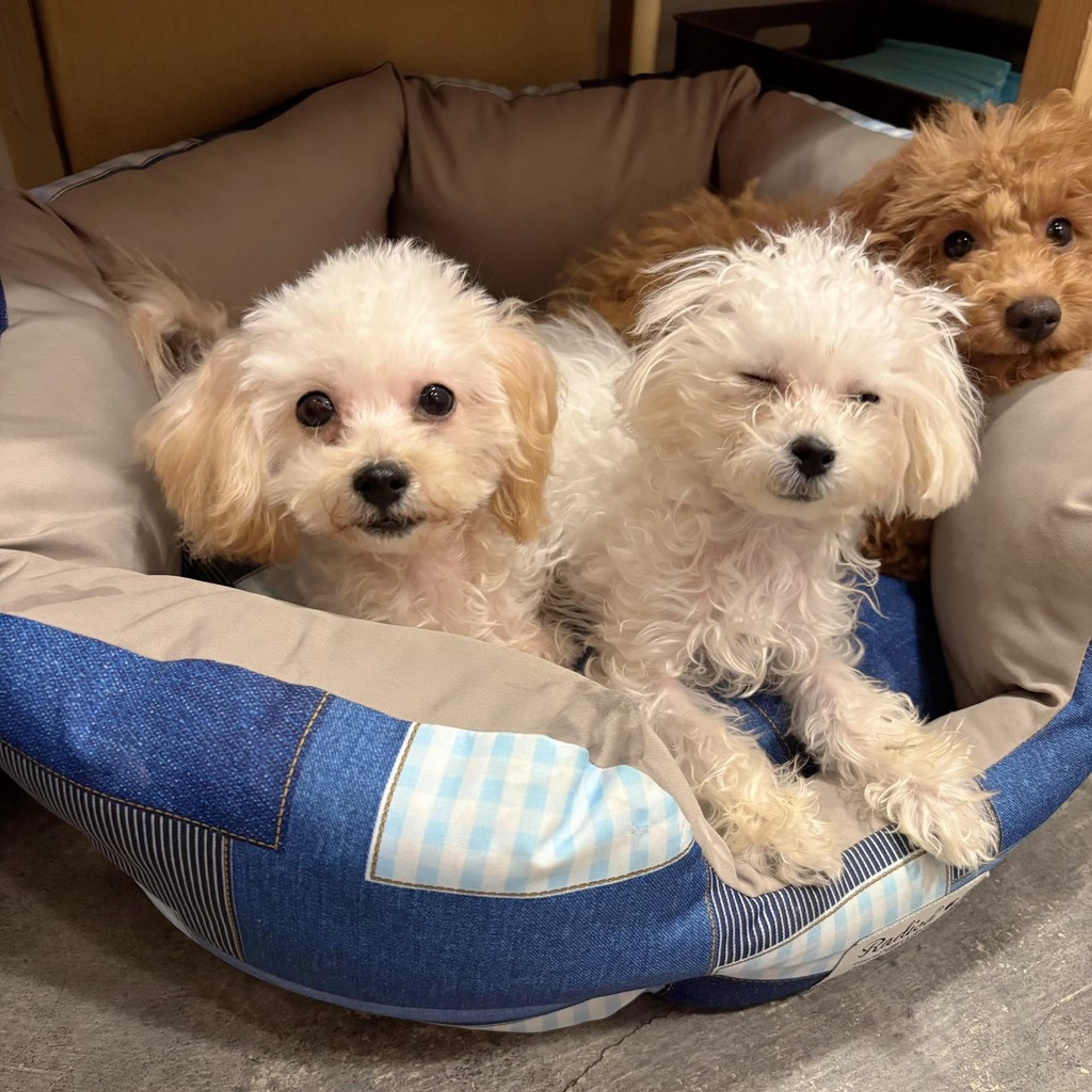 pet-image-5