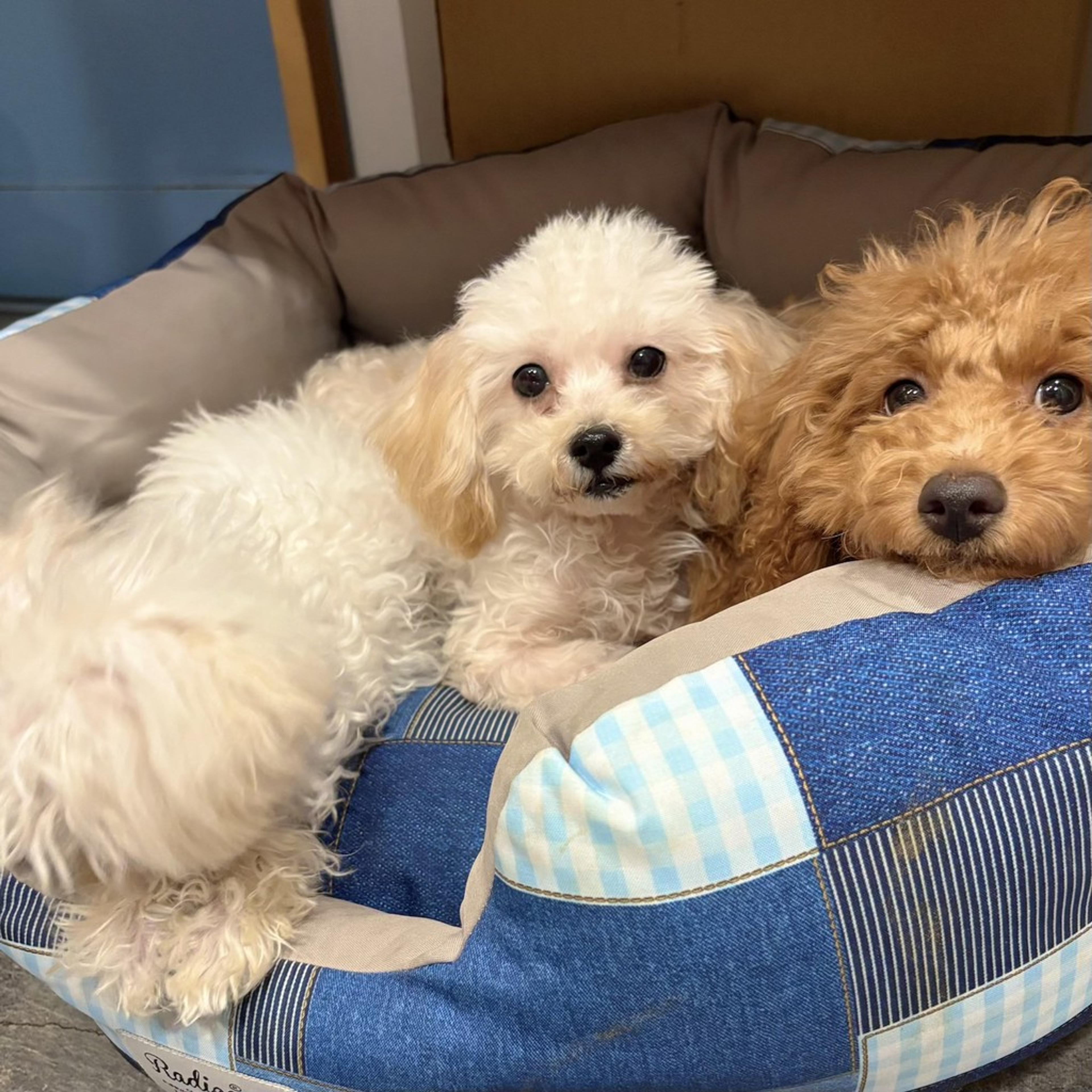 pet-image-6