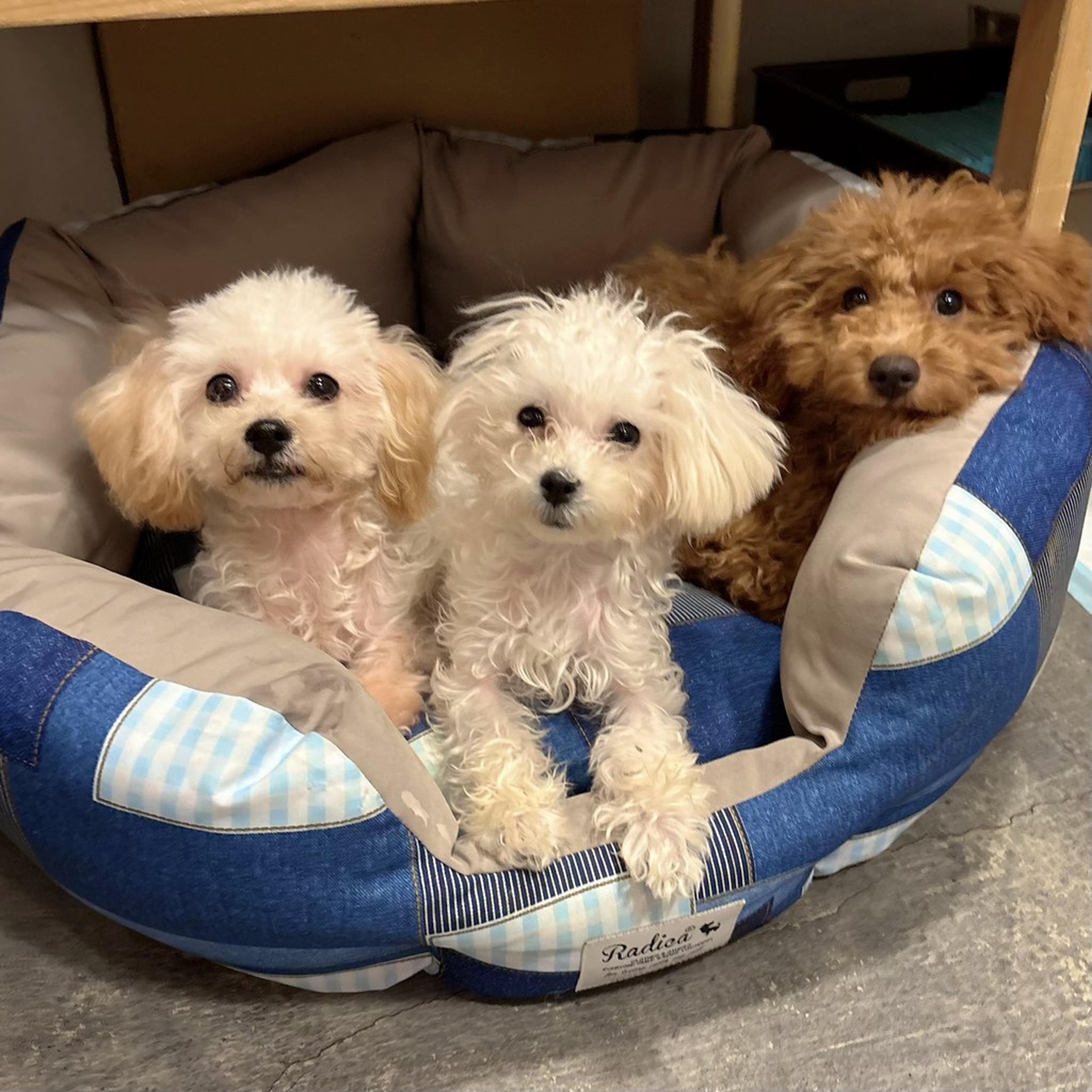 pet-image-7