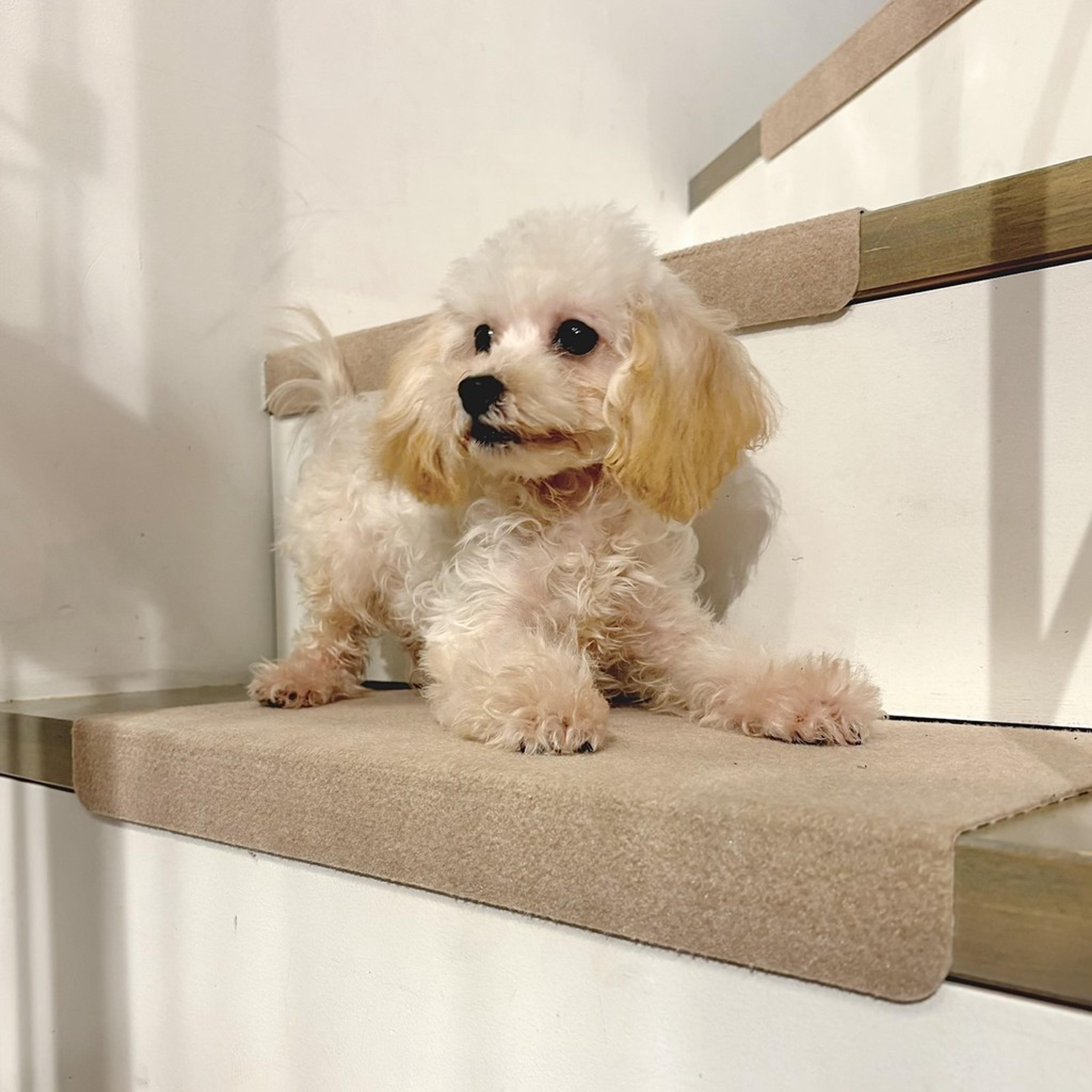 pet-image-8