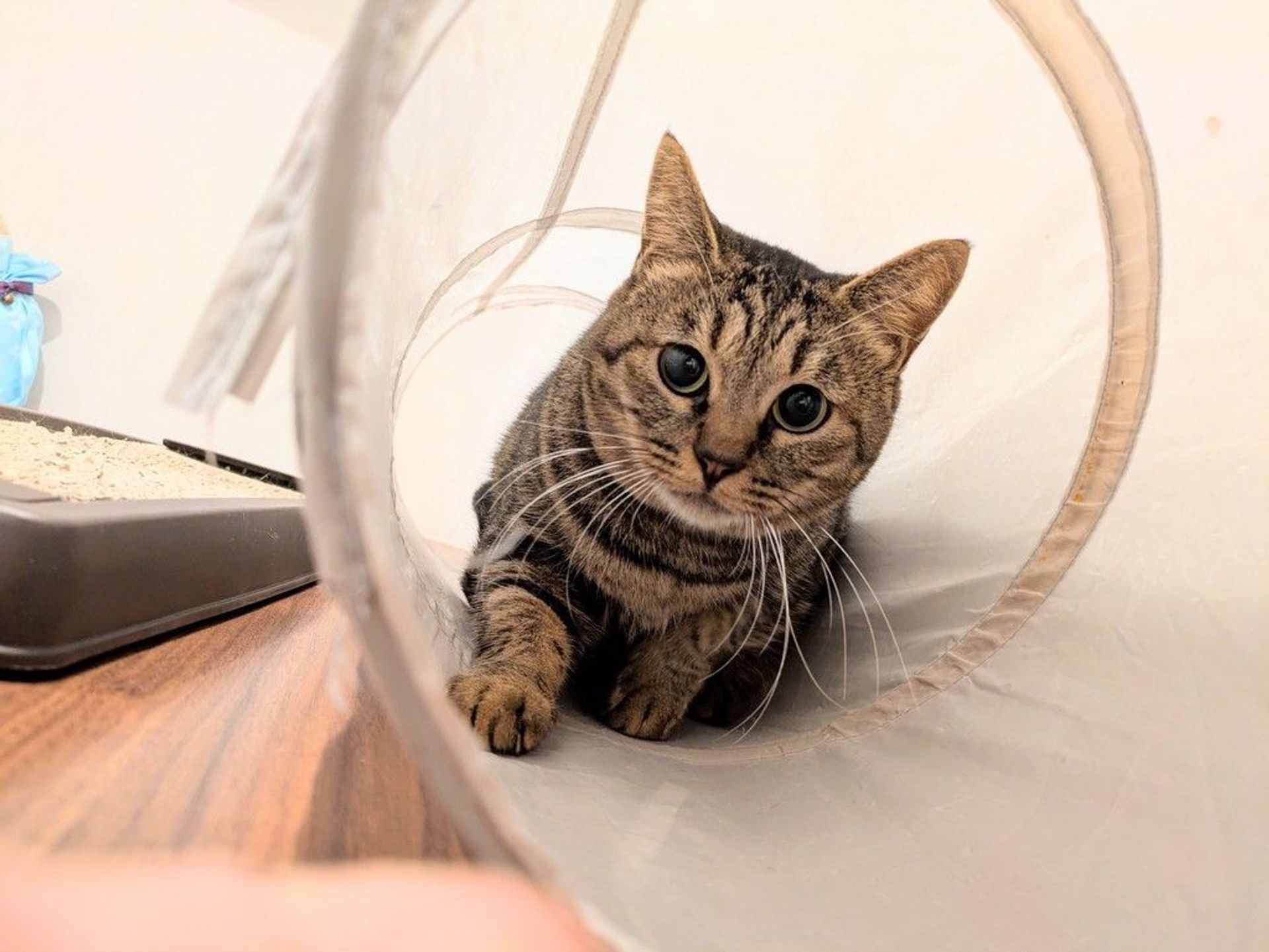 雑種（ミックス猫）・メスの里親募集の写真