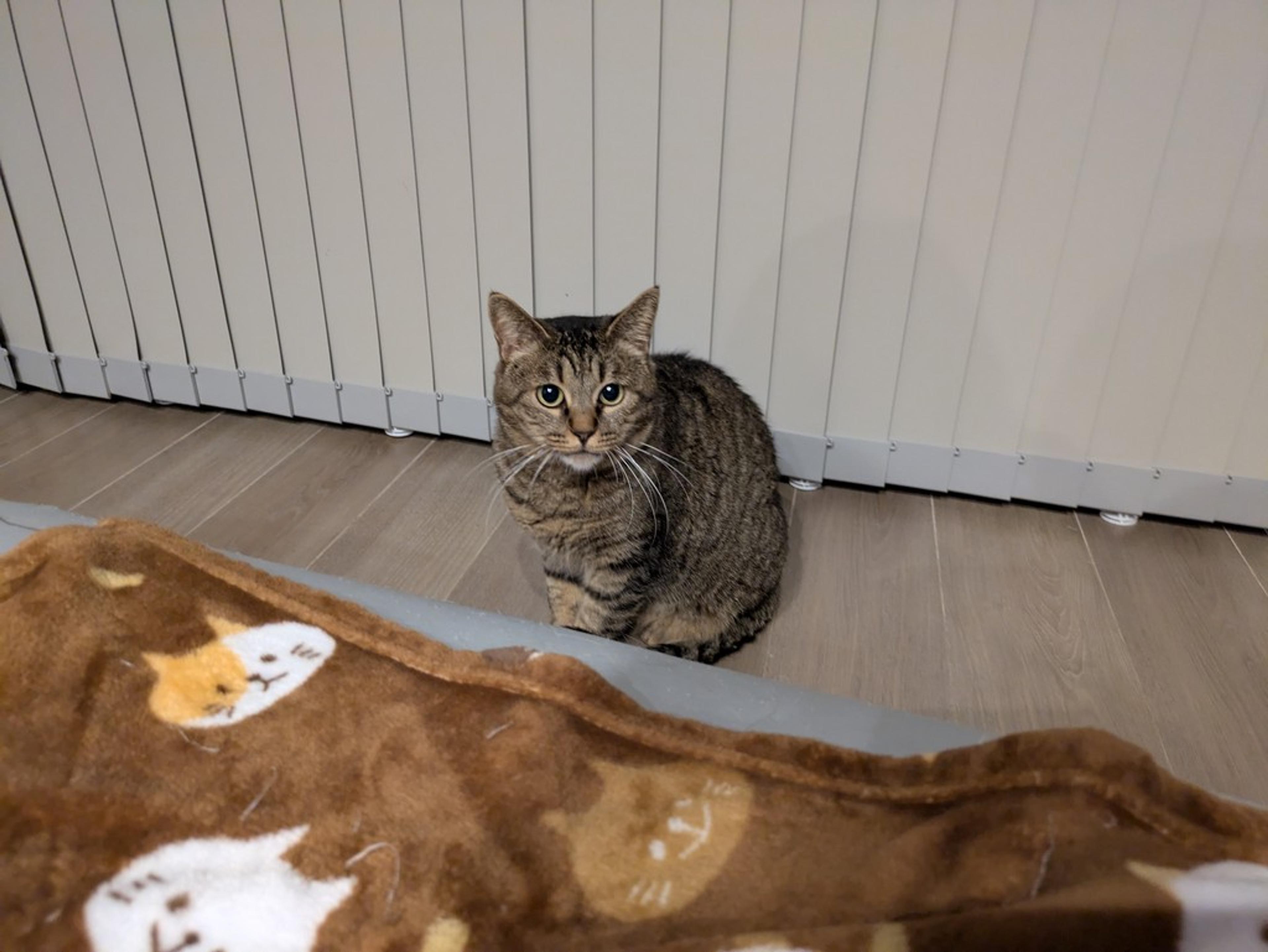 pet-image-4