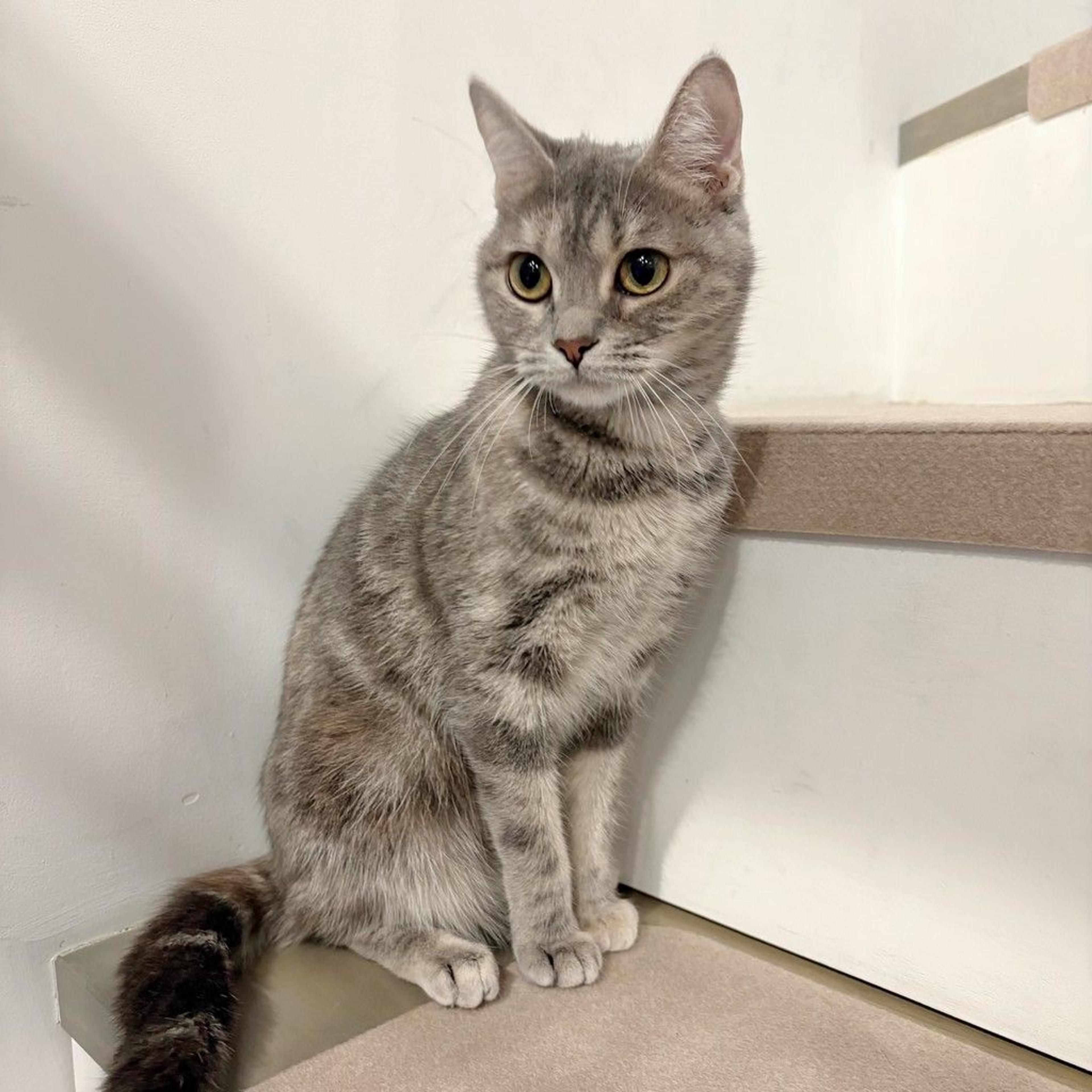 pet-image-3