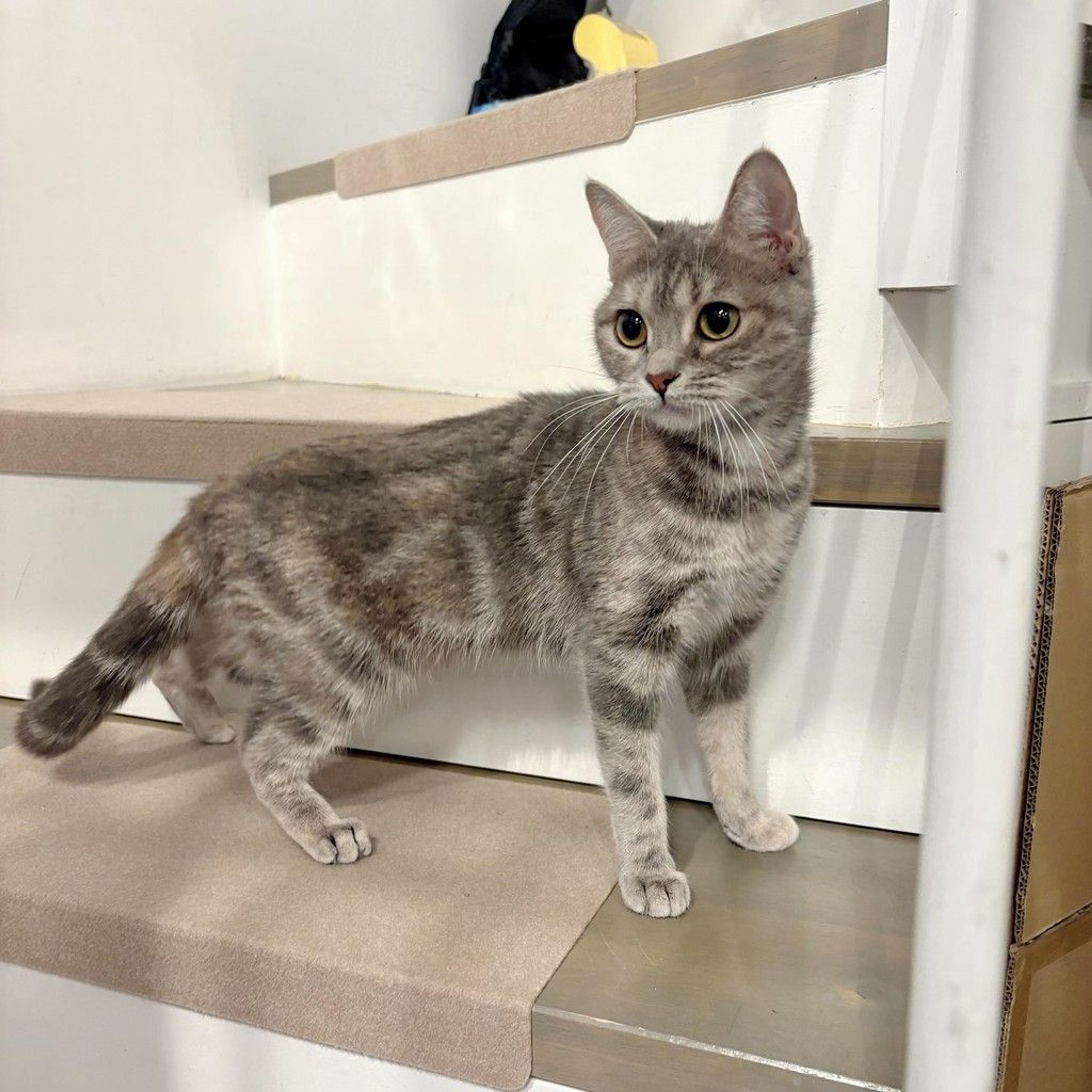 pet-image-4