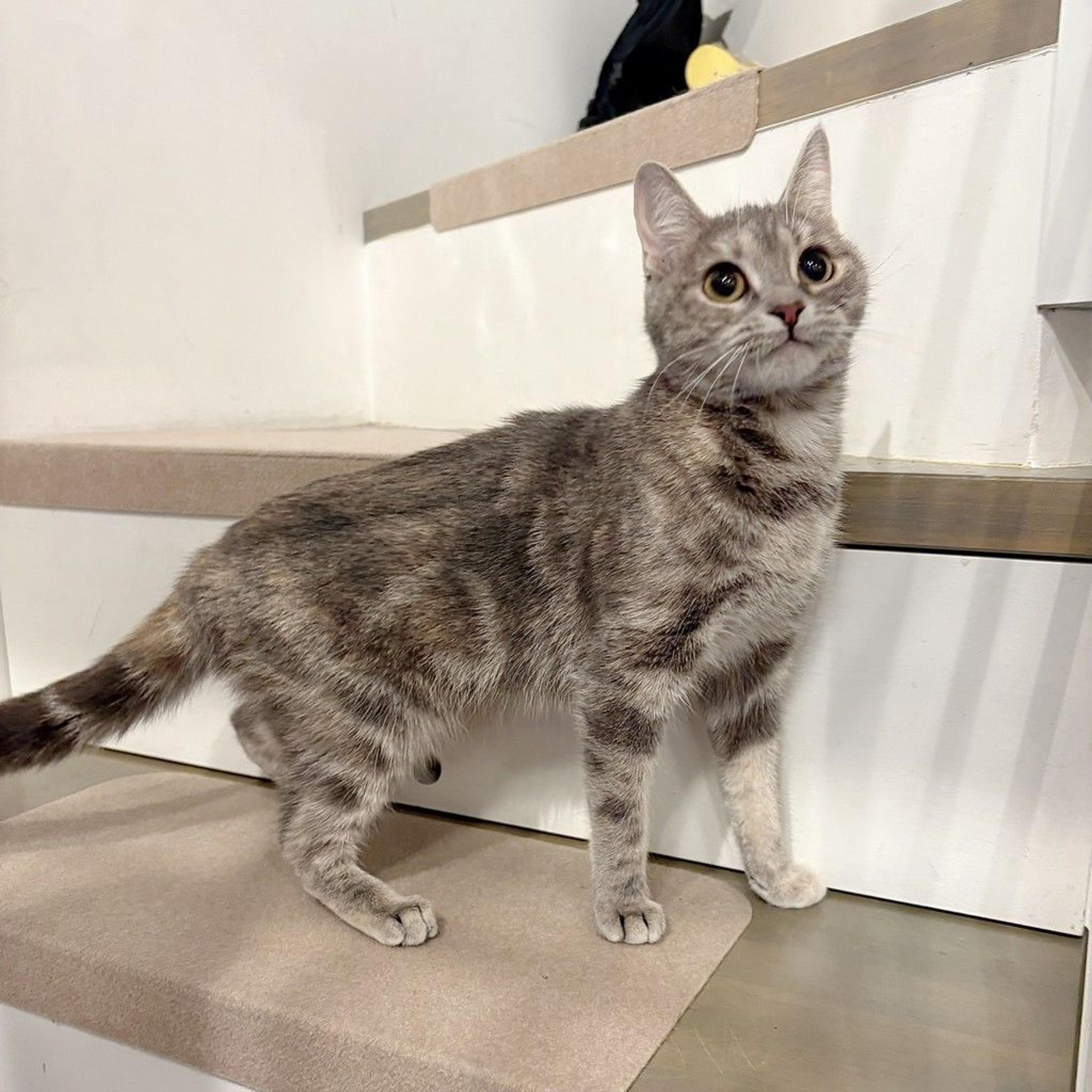 pet-image-5