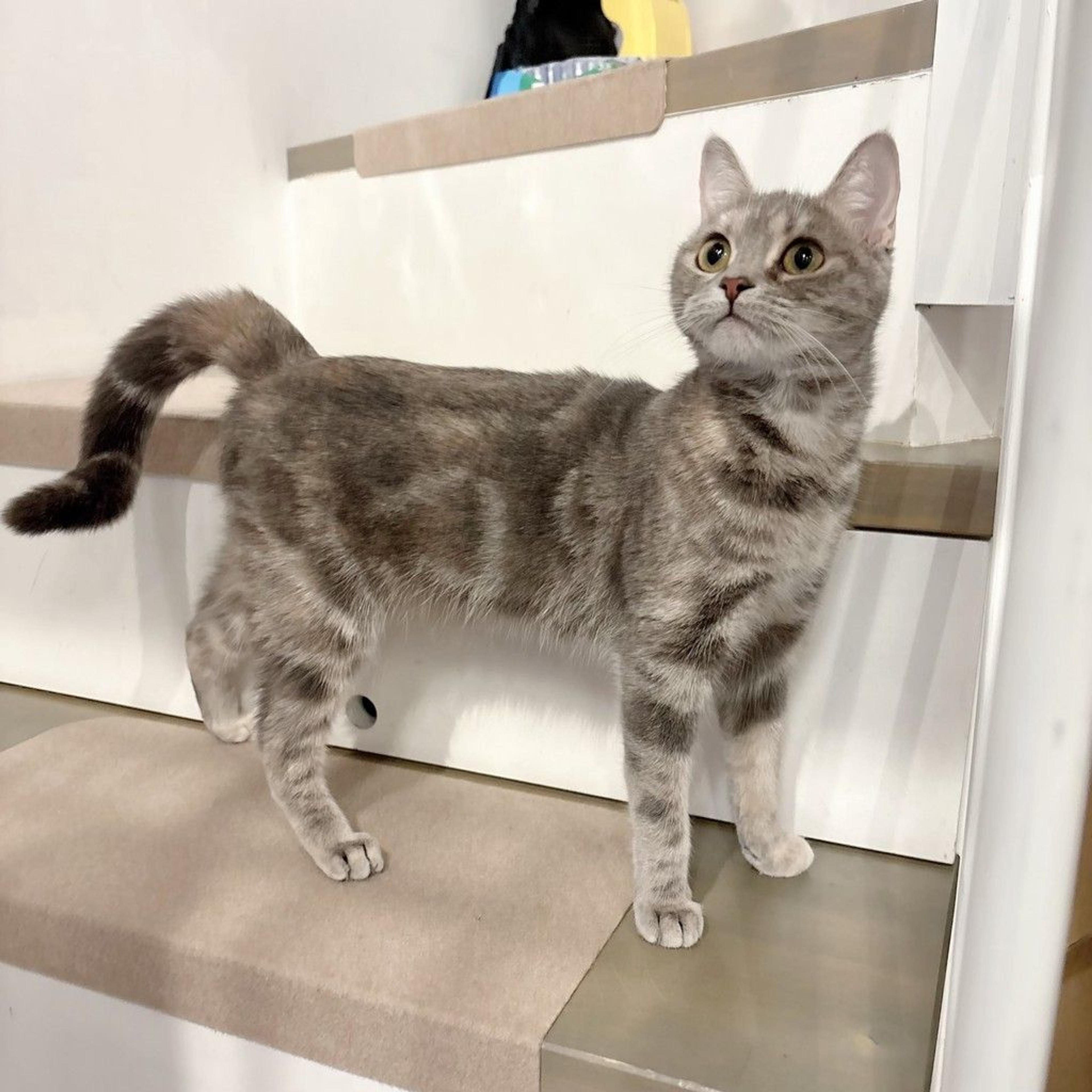 pet-image-6
