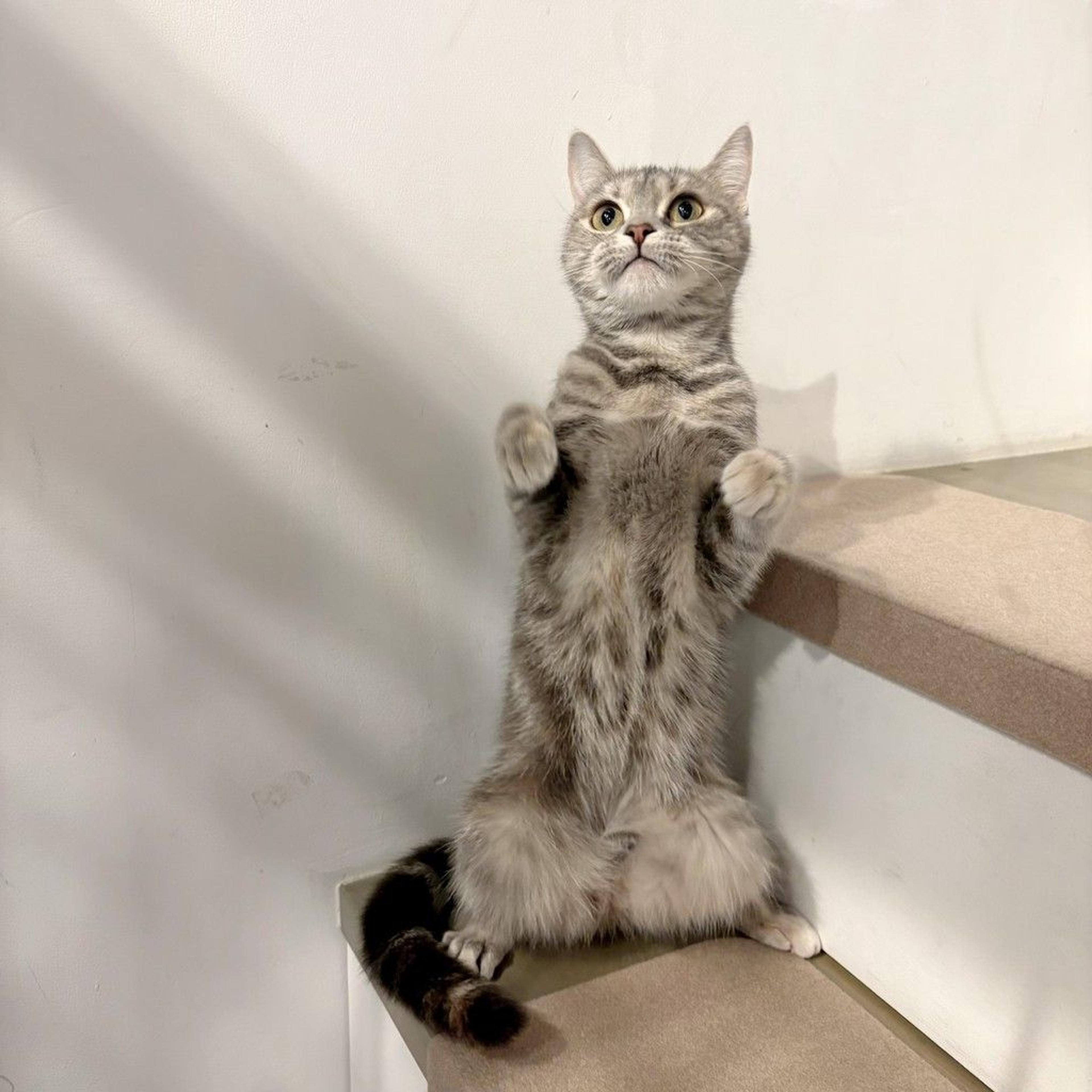 pet-image-7