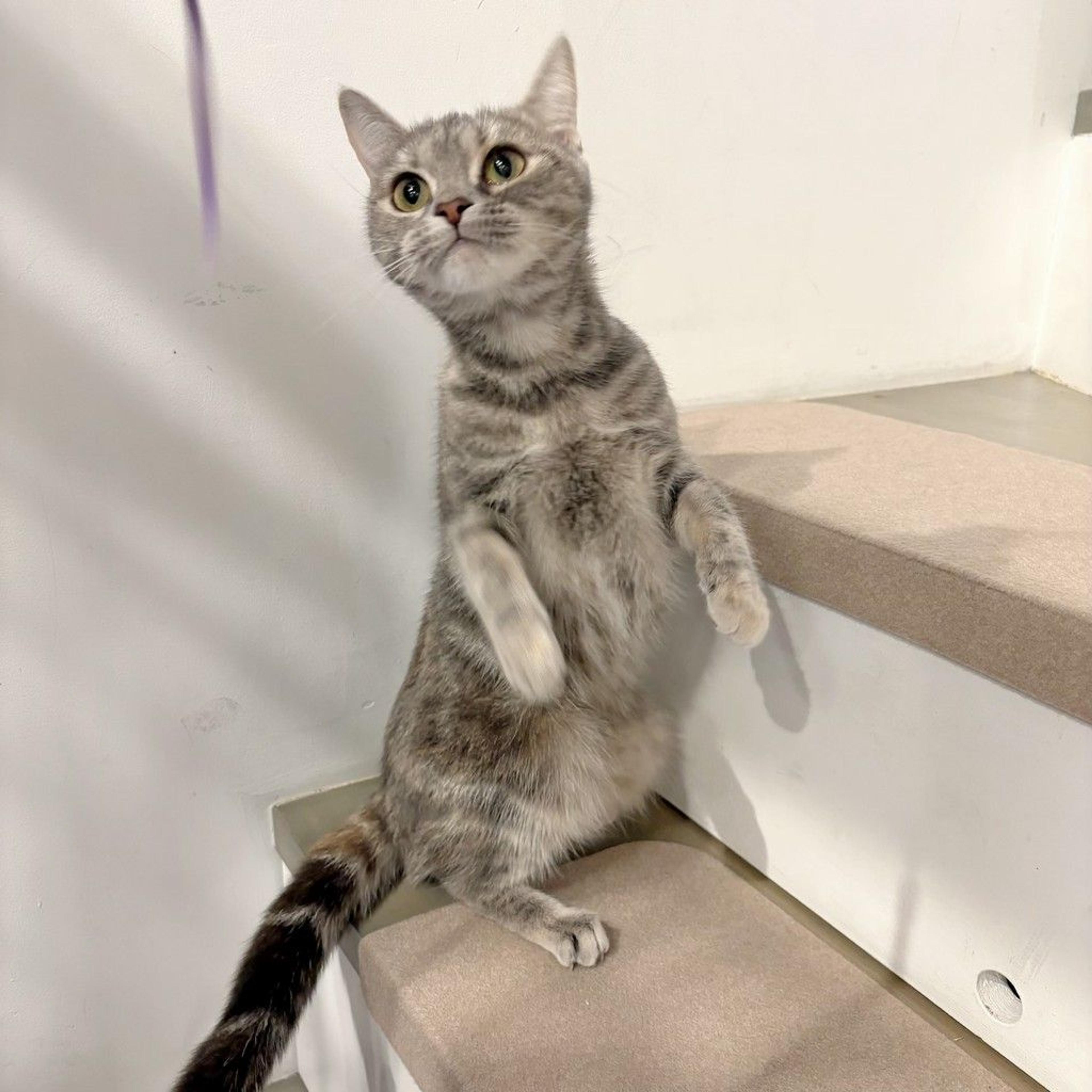 pet-image-8