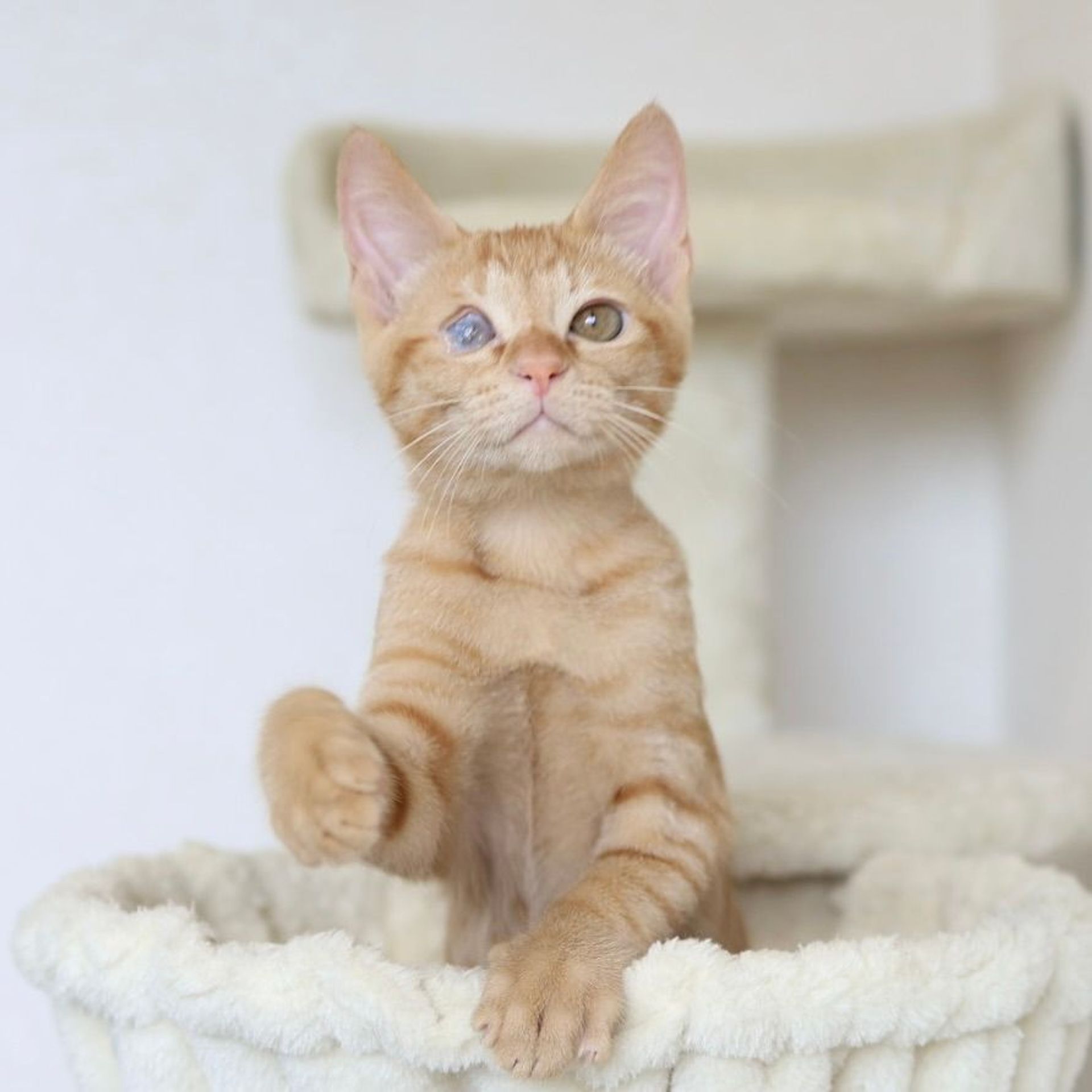雑種（ミックス猫）・オスの里親募集の写真