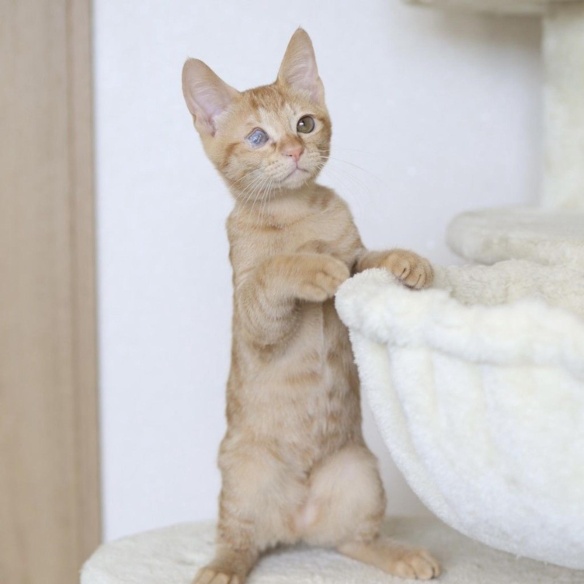 pet-image-3