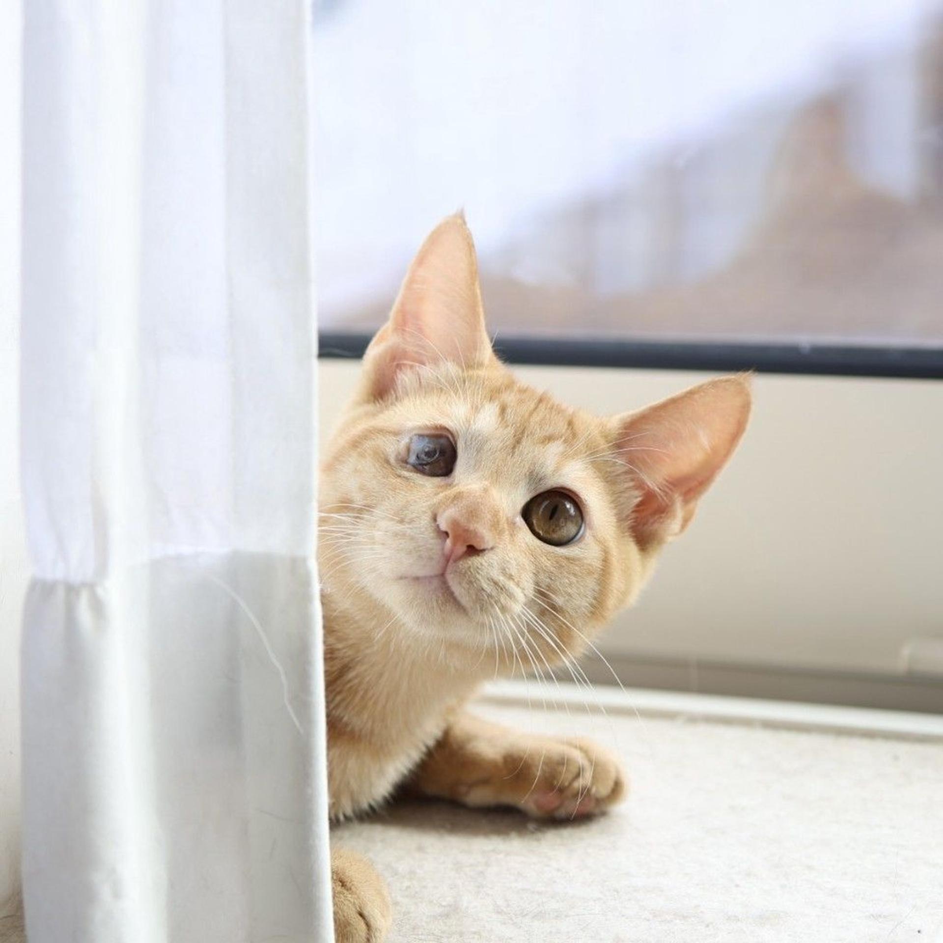 pet-image-4