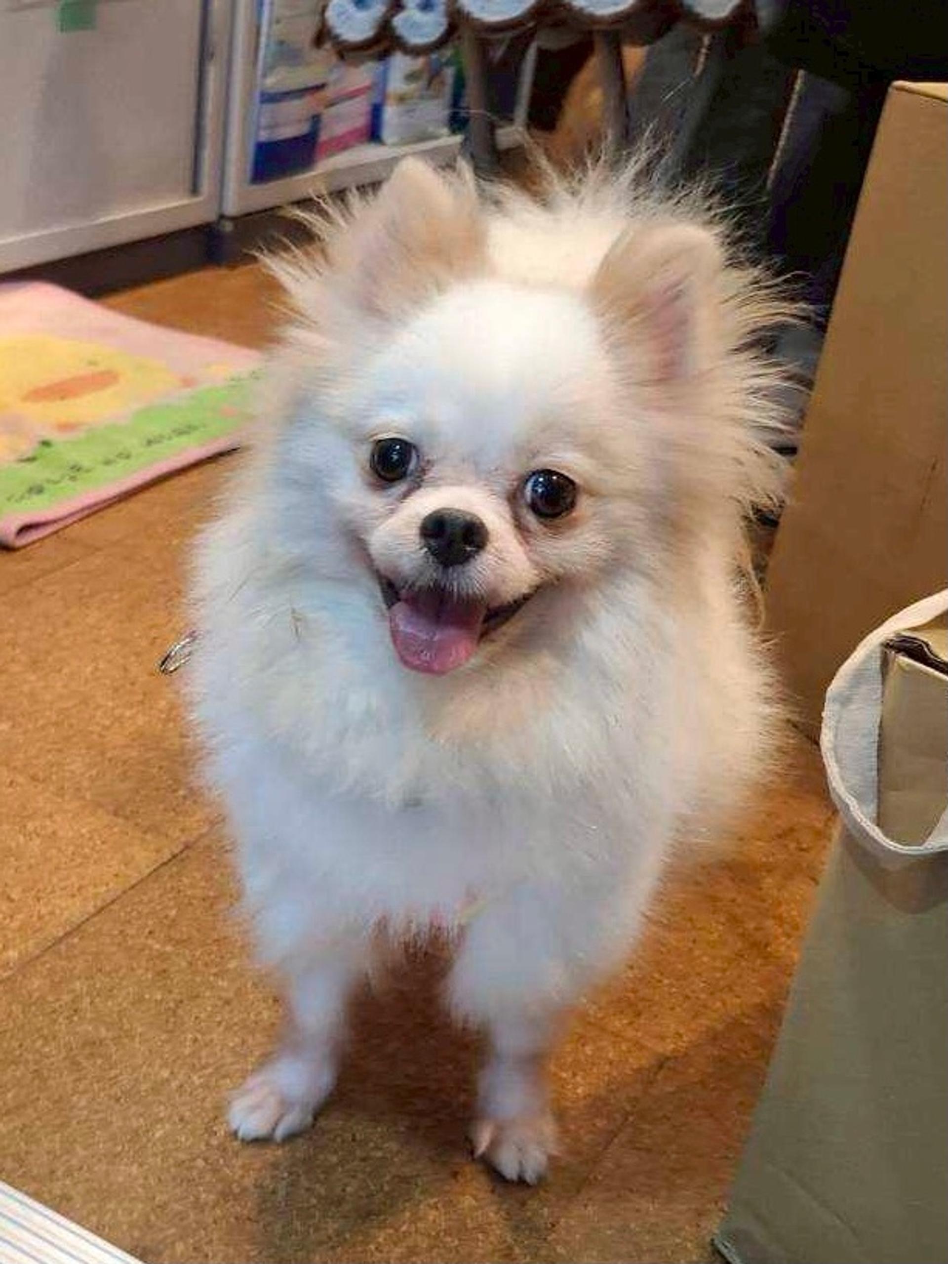 pet-image-2