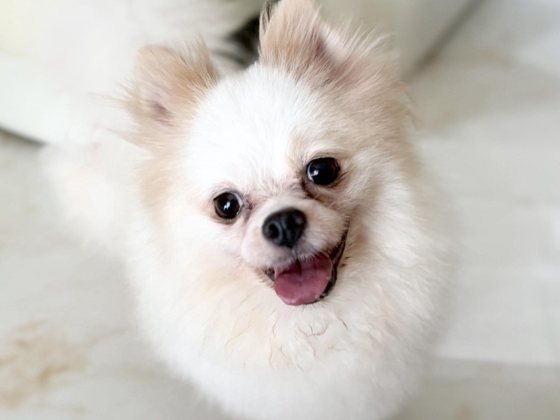 pet-image-3
