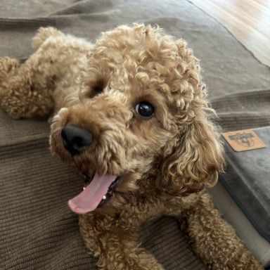トイプードル・オスの里親募集の写真