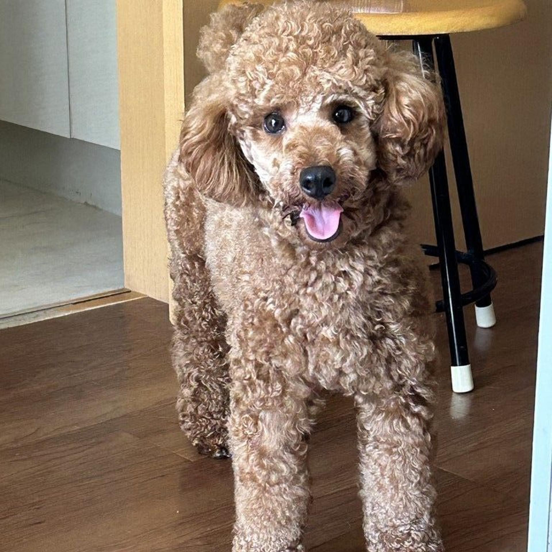 pet-image-2