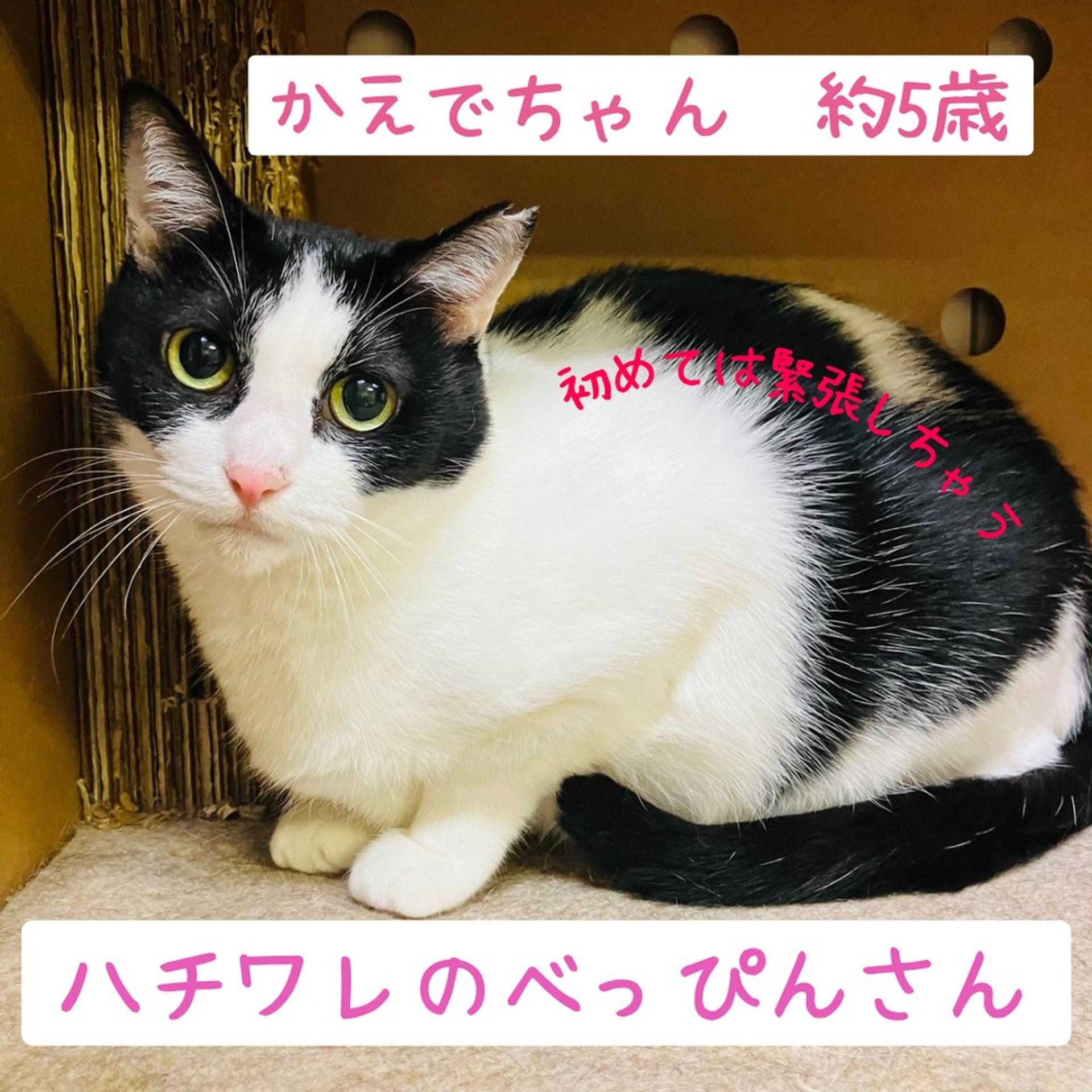 pet-image-2