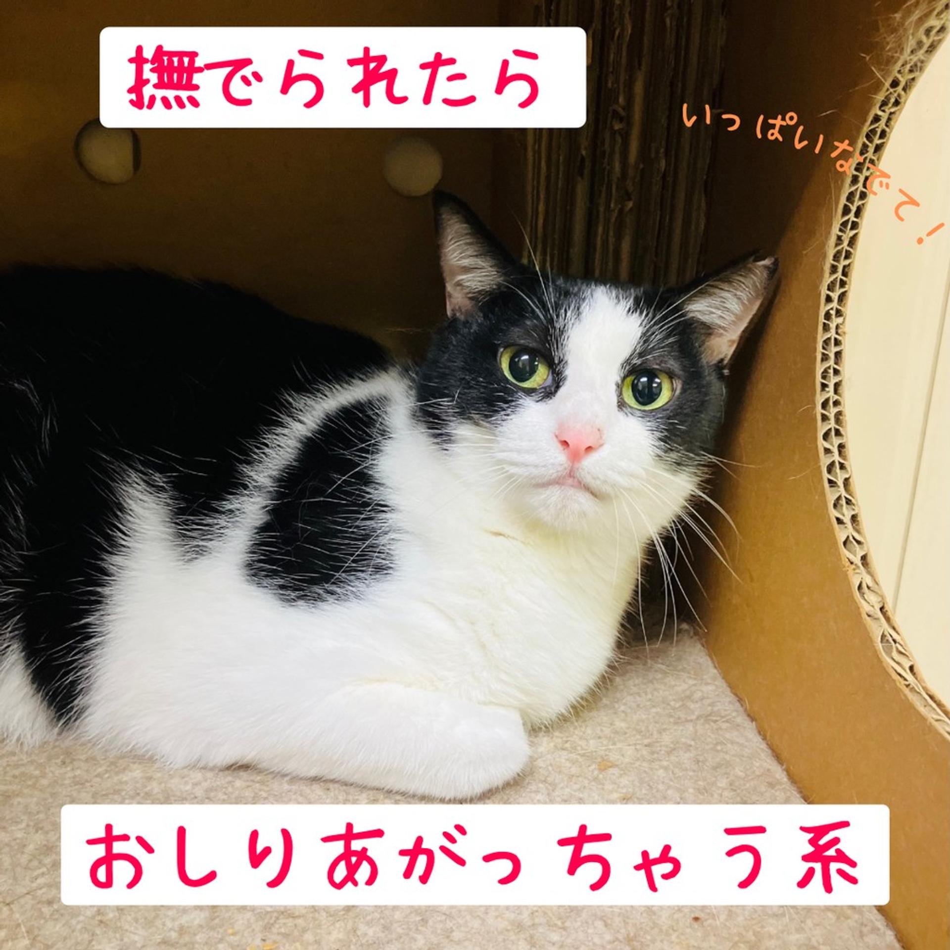 pet-image-3