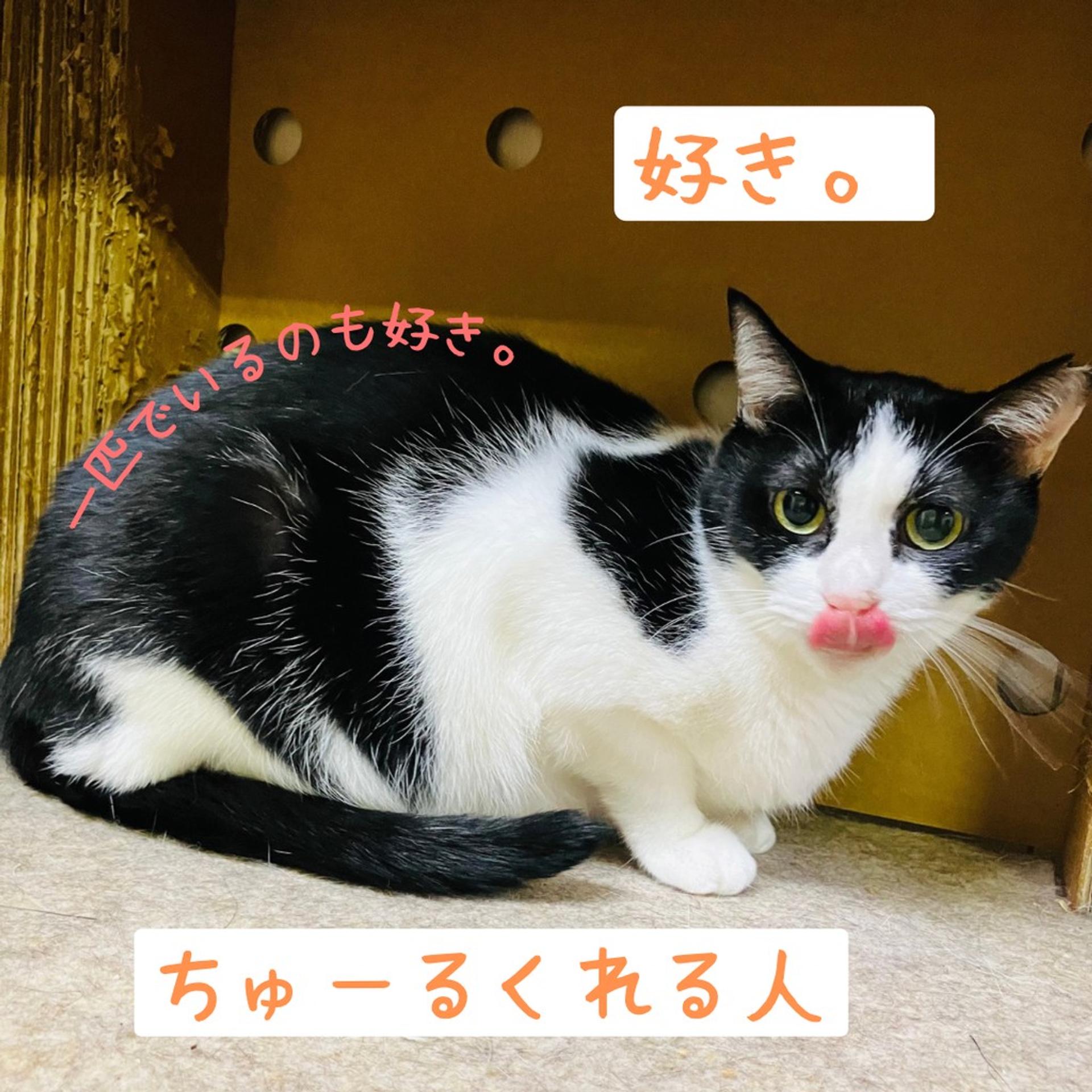 pet-image-4