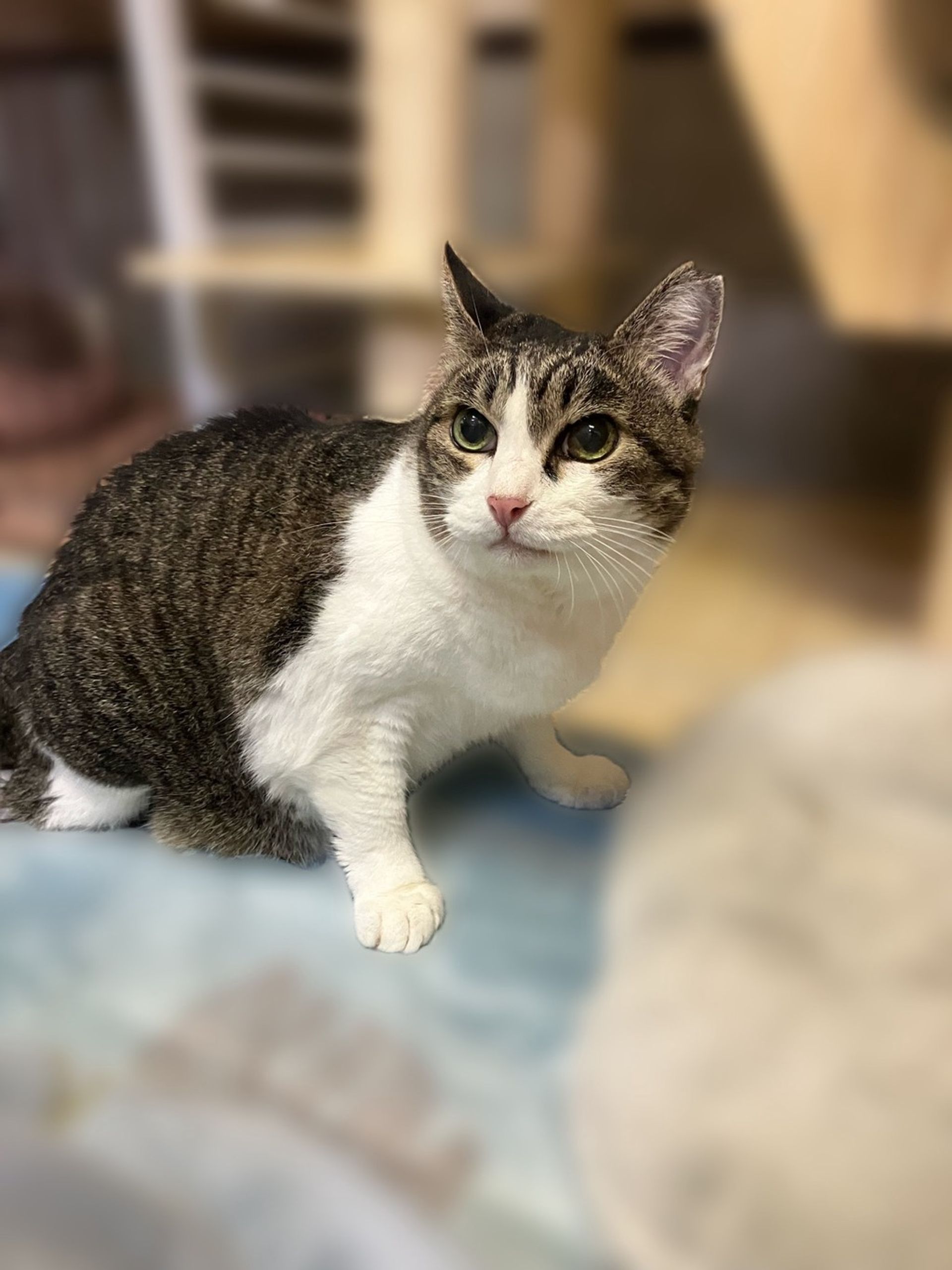 雑種（ミックス猫）・メスの里親募集の写真