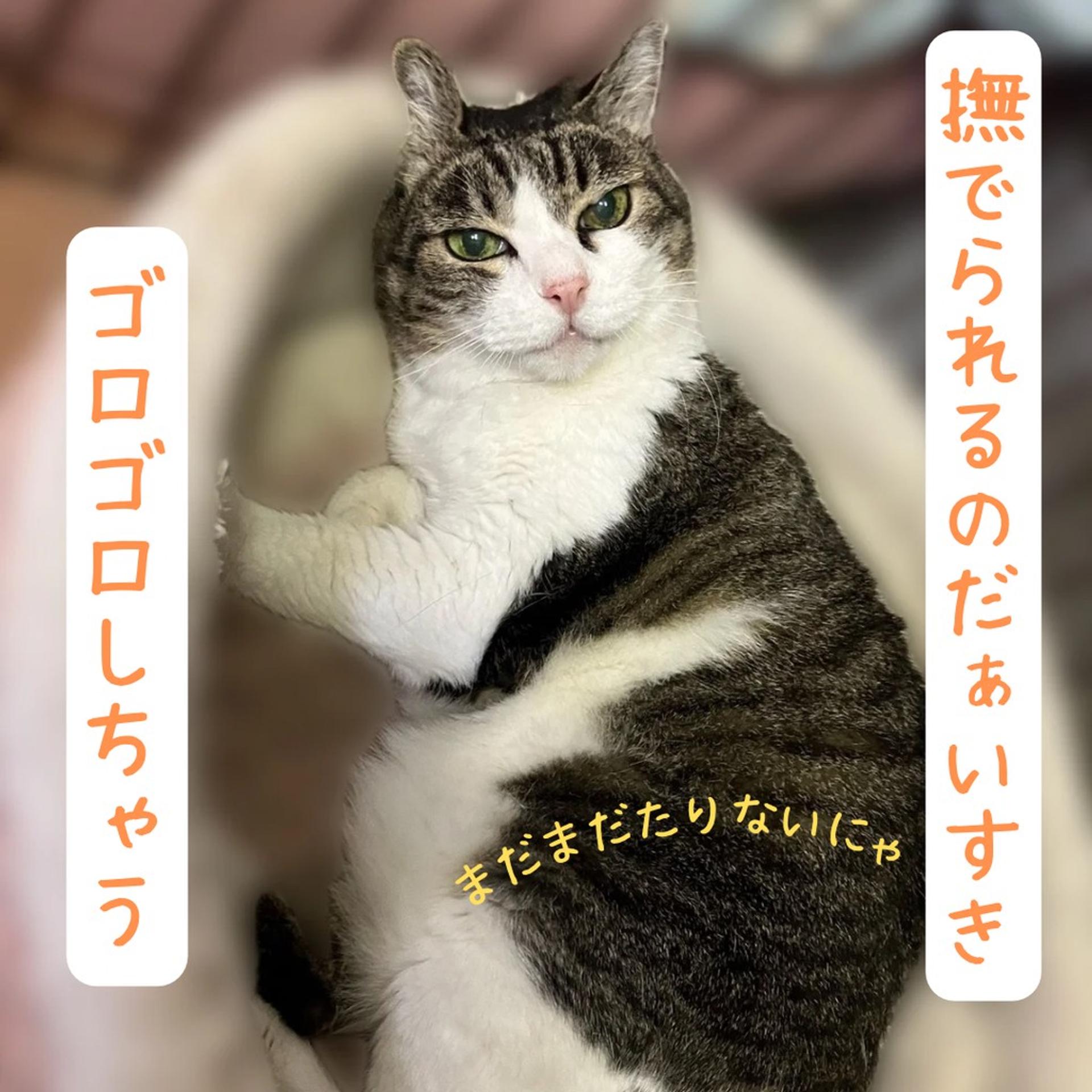 pet-image-3