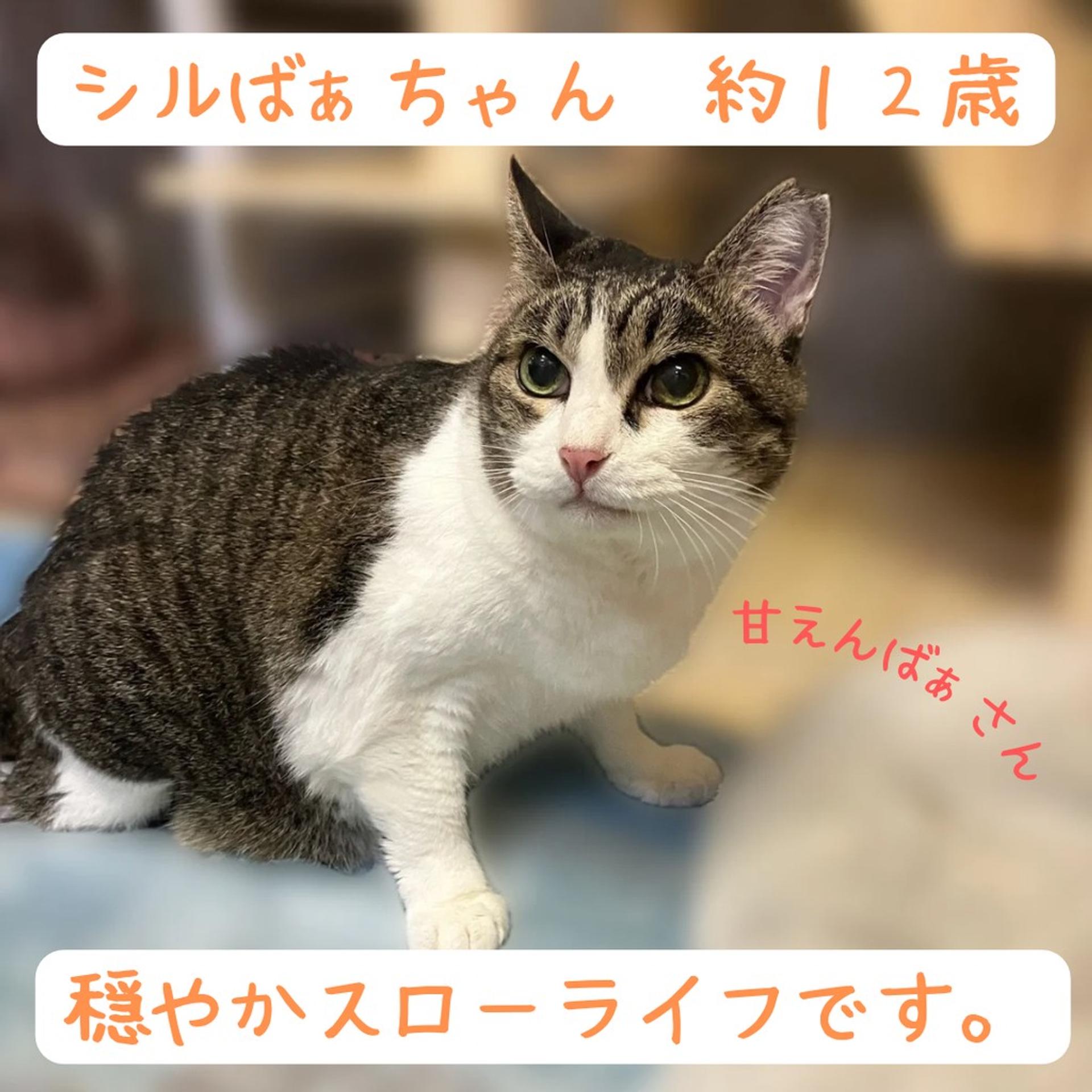 pet-image-4