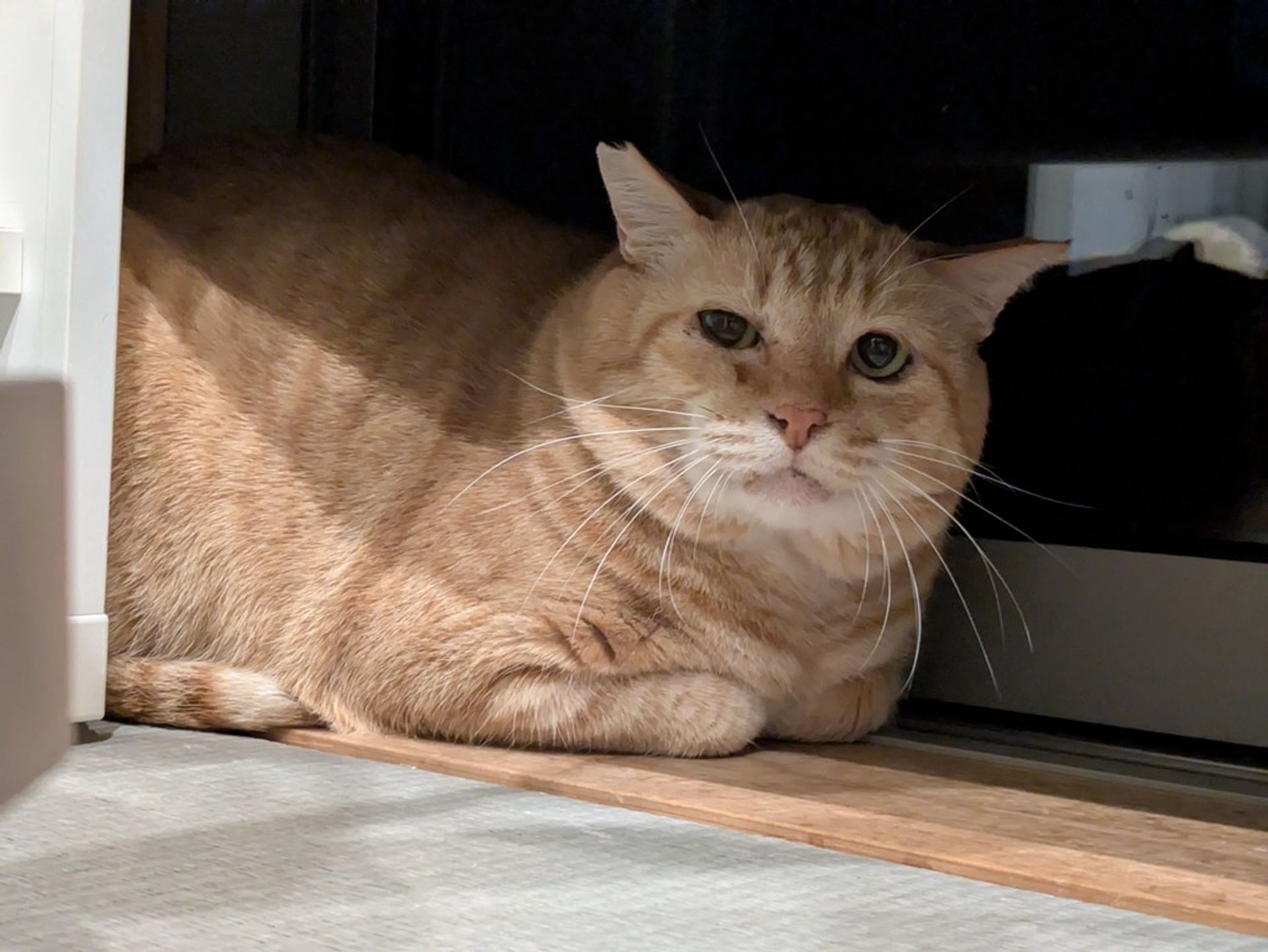 雑種（ミックス猫）・オスの里親募集の写真