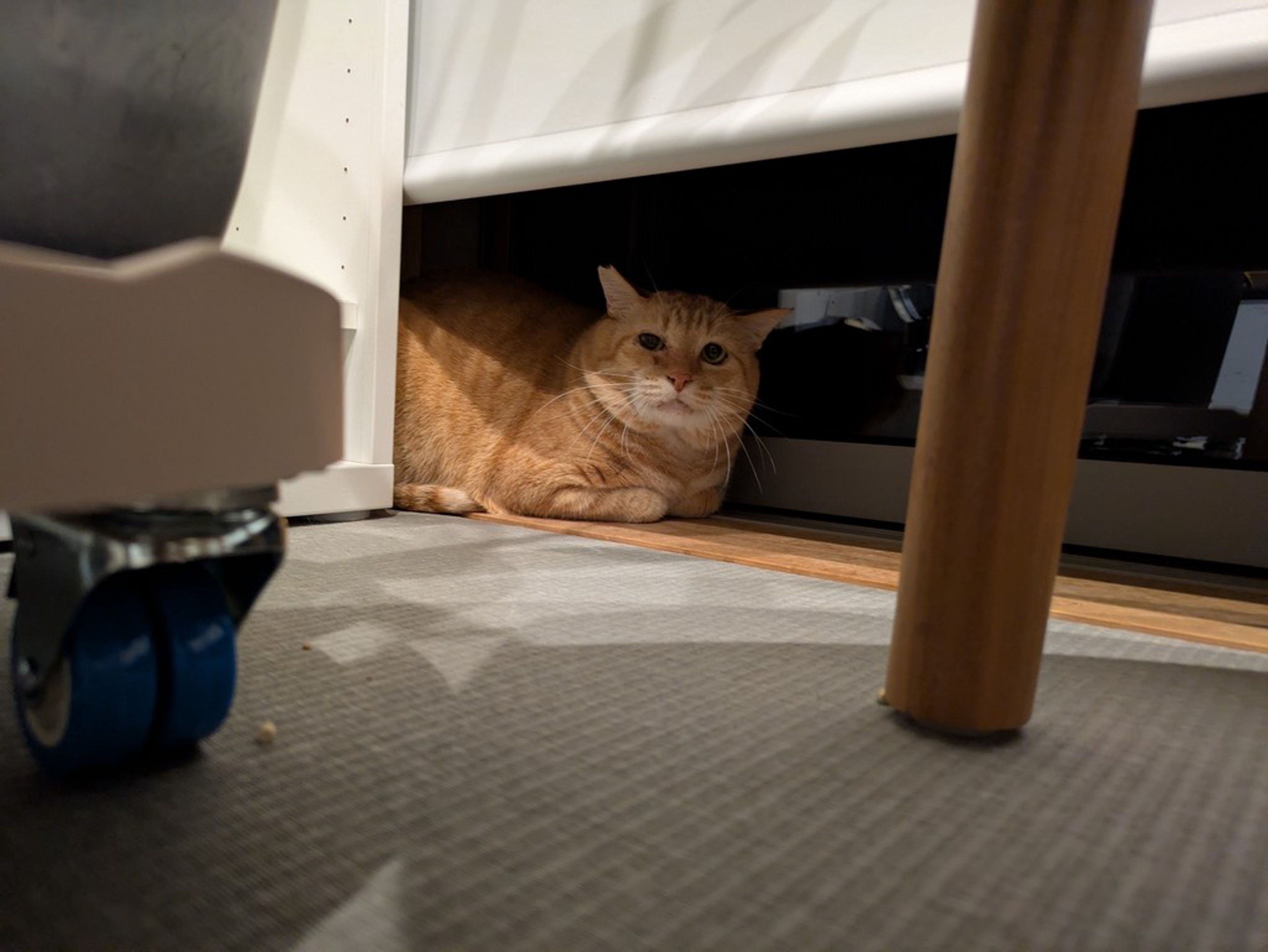 pet-image-2