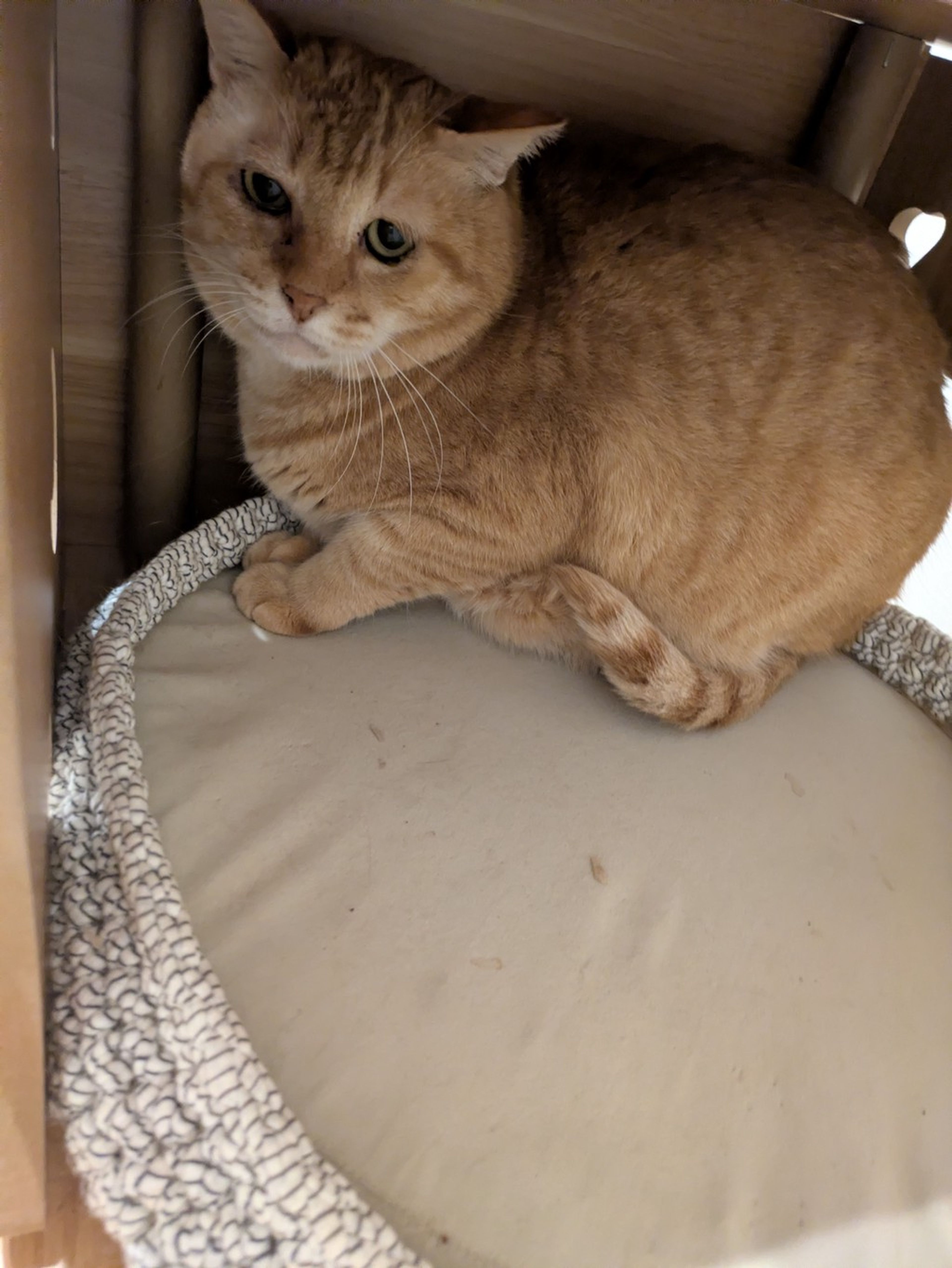 pet-image-3