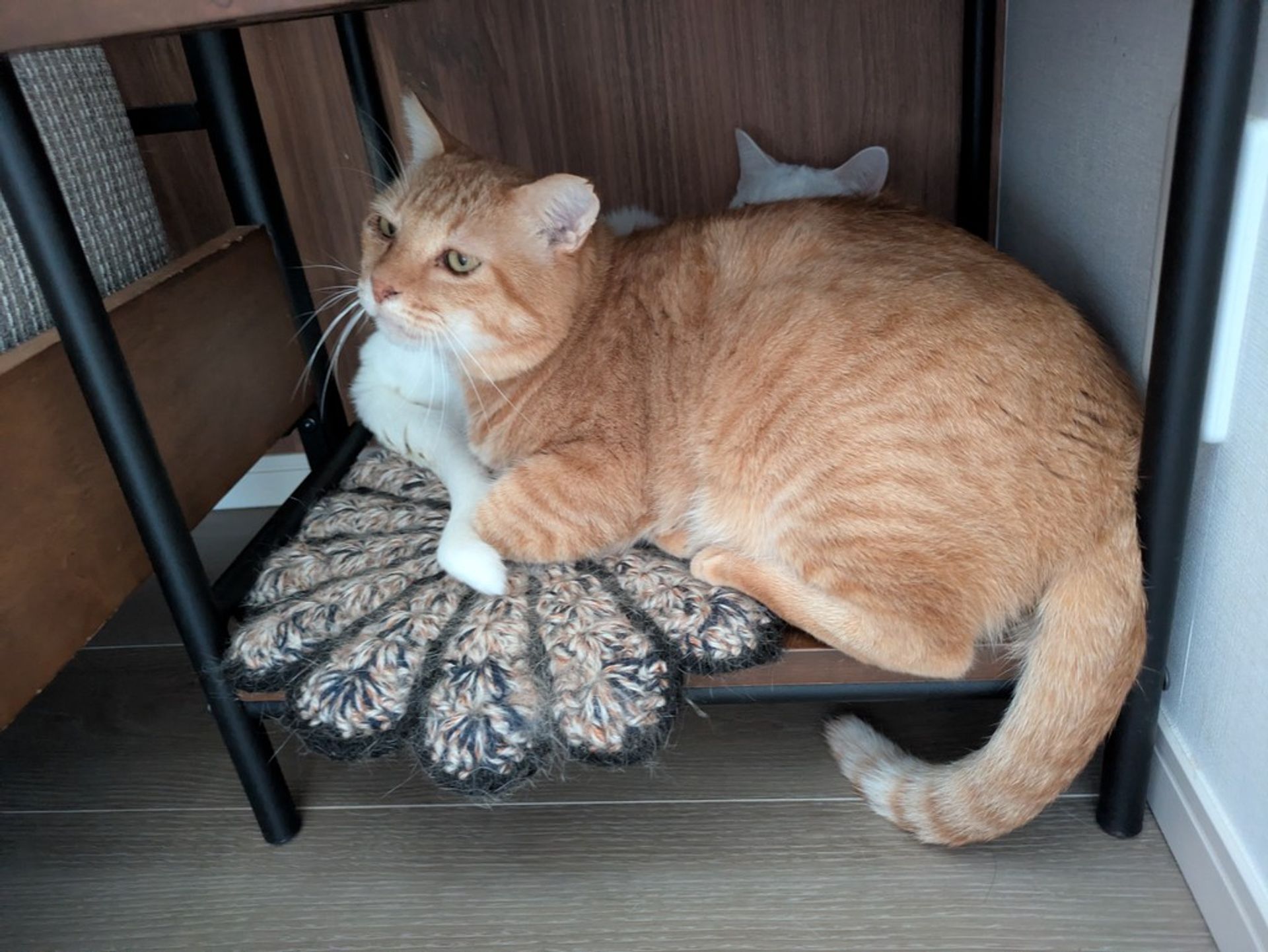 雑種（ミックス猫）・オスの里親募集の写真
