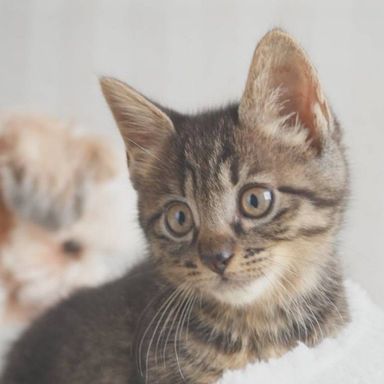 紫苑（しおん）