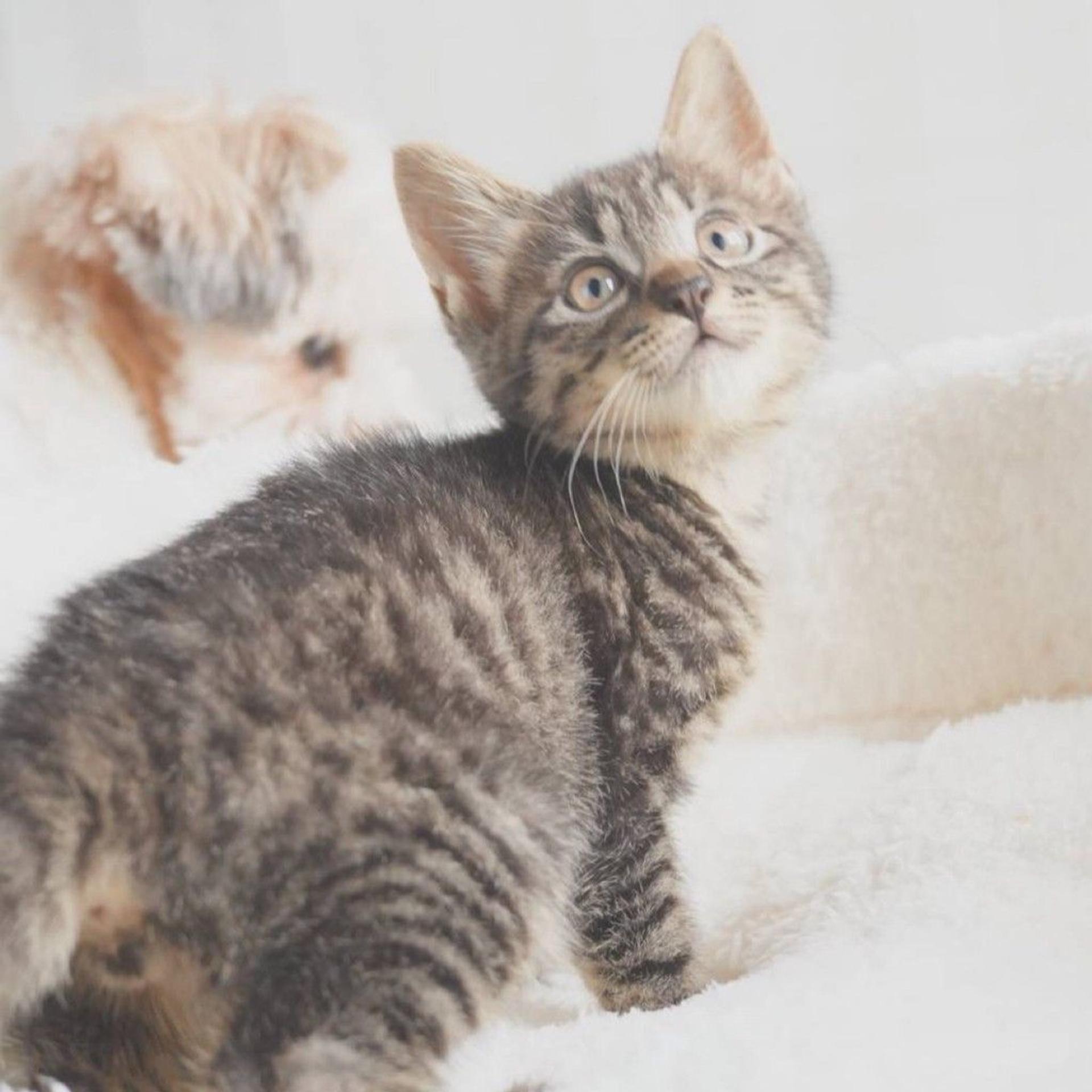 pet-image-3