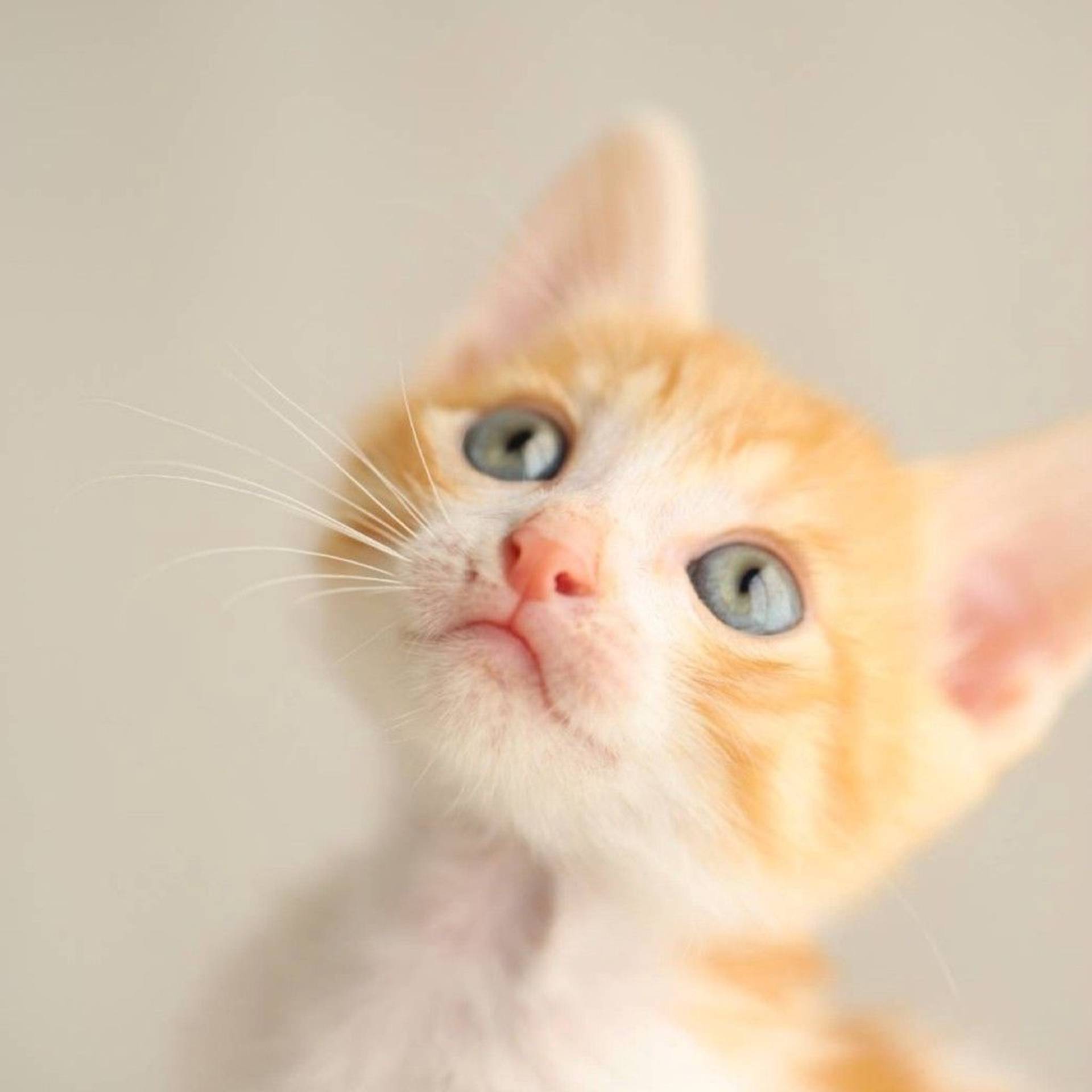 雑種（ミックス猫）・オスの里親募集の写真